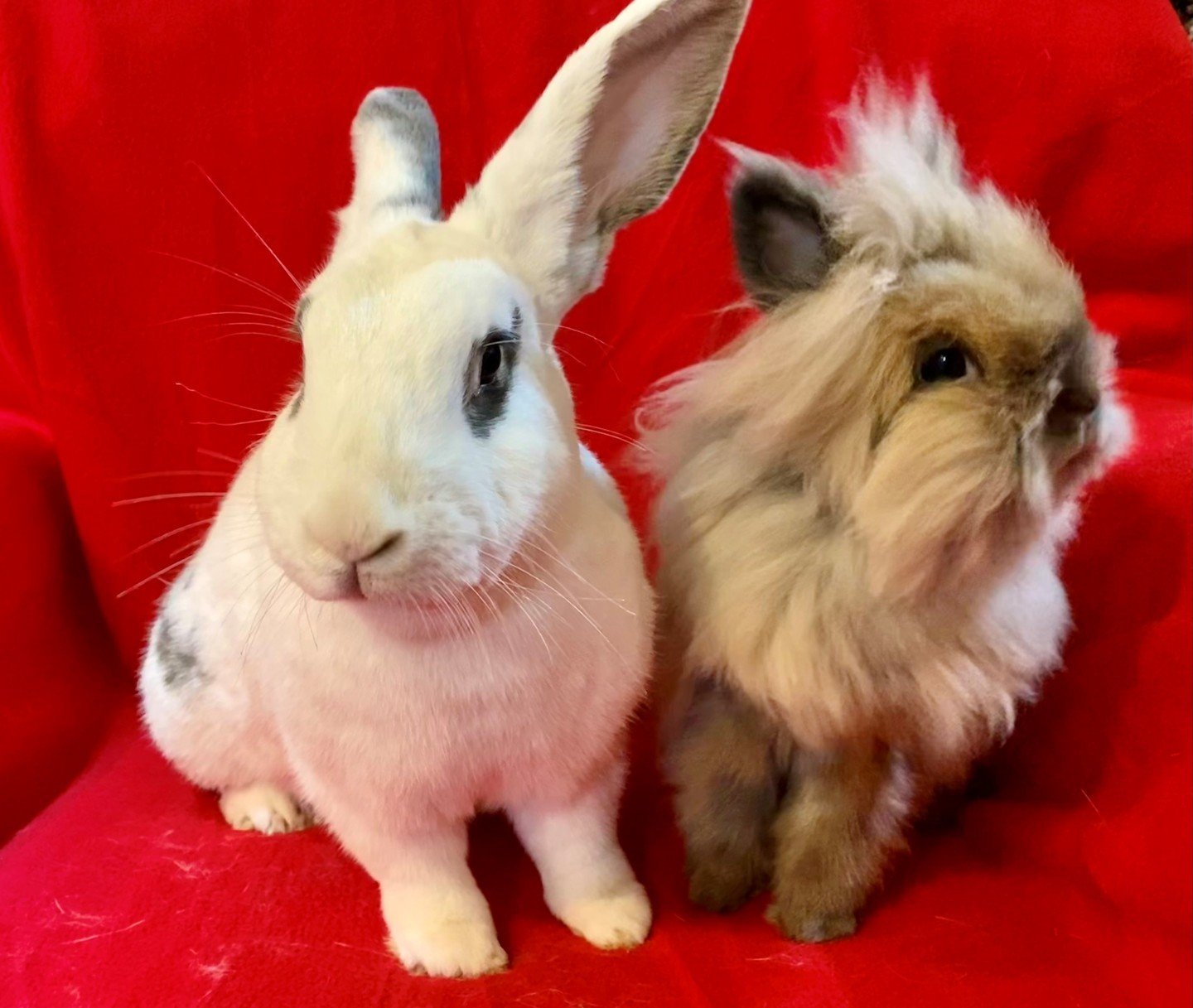 Meet Chevron and Levi! Lovely cheeky Chevron is a very sweet and social bunny girl. Although she&rsquo;s larger than her lil nugget companion Levi, their size difference makes no matter. She loves getting pets and has had some clicker command trainin