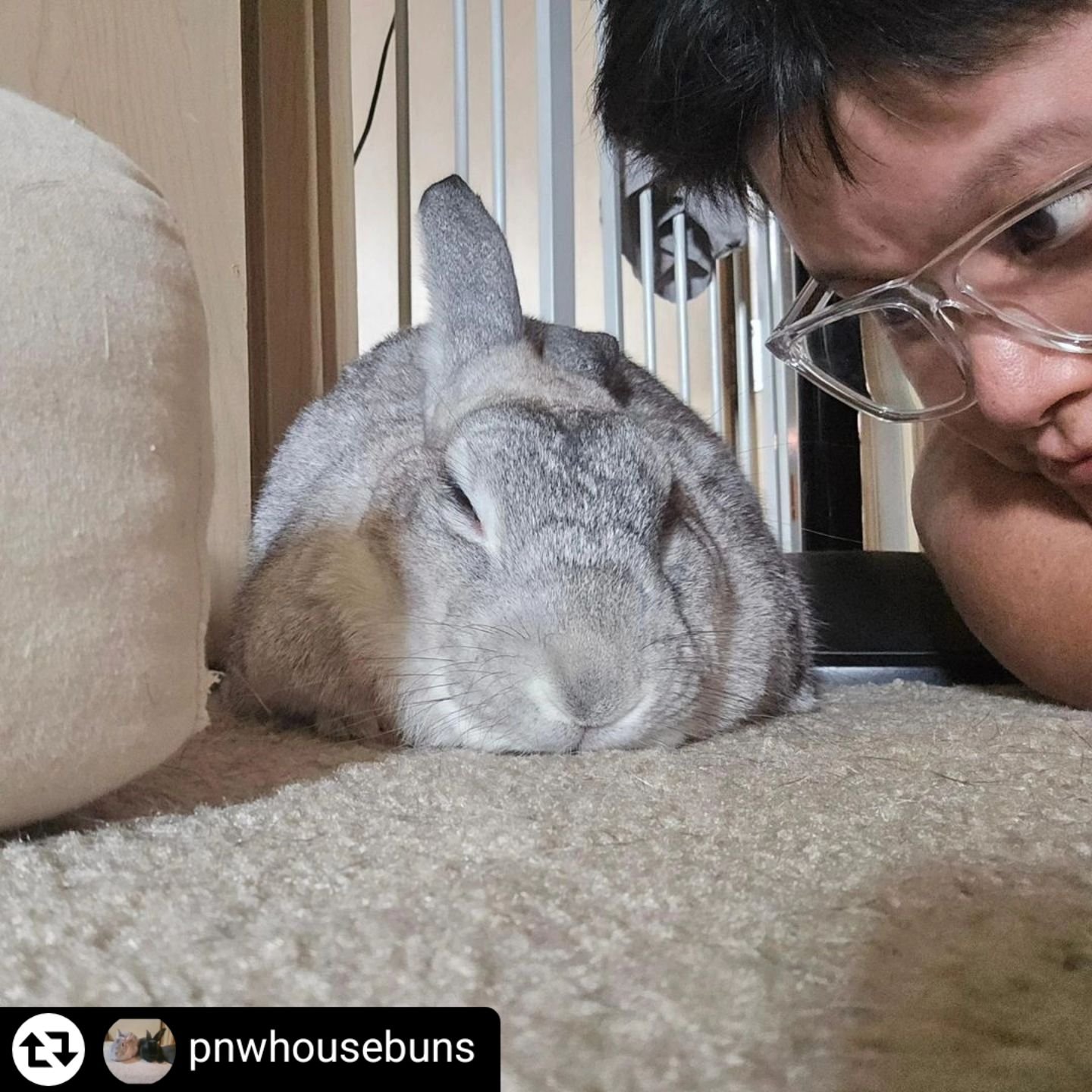 The happiest of gotchas to spicy sweet Pica-pants! Utterly beloved by our dear friend @pnwhousebuns, Bun Dad and so many others. This darling hit the jackpot with y'all and we are so grateful! ❤️❤️❤️ #VeganPets #HouseRabbit #Seattle #Bellevue #Washin