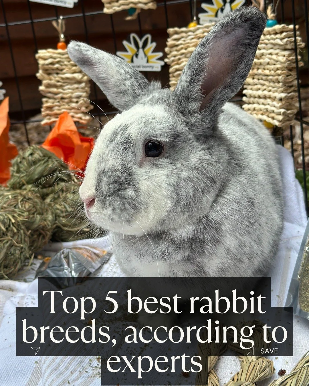 We have achieved absolute perfection in all our pedigrees
ㅤ
#AdoptDontShop #RescueRabbits #AdoptABun #SaveTheBuns #AdoptDontBuy #EveryBunnyMatters #501c3 #Charity #BunniesNeedHomes #HoppyEndings #RescueIsLove #FosterDontShop #HopToAdopt #AdoptionSave