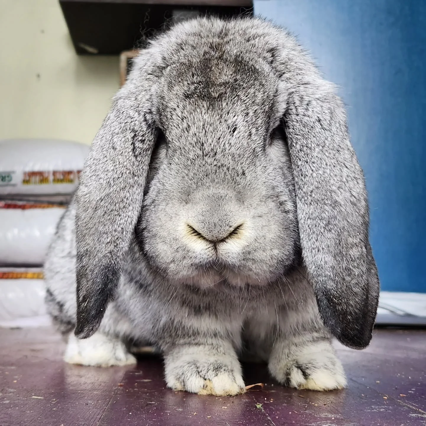 Could you handle disappointing Babar?! Be smart, don't risk it -- stop into @ounceswestseattle this Saturday to say hi to him and adoptable bunnies! Huge thanks to our friends Ounces for hosting us -- every beer helps bunnies‼️ -- we so look forward 