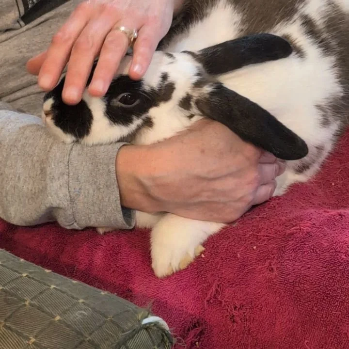 Feeling stressed? Looking for a fluffy creature to help soothe your mind??

Do we have the solution for you!!

TODAY @ounceswestseattle from 2-5, there will be adoptable rabbits who are desperate to be cuddled by you!! 

$1 donated for every fresh ho