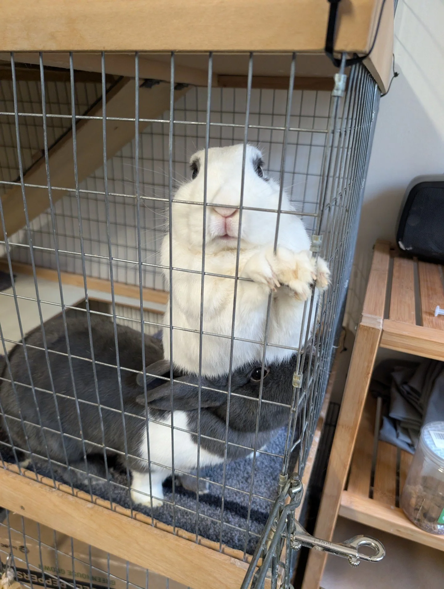 FOSTER ME FRIDAY: Jazzy🎷 &amp; Chacha 💃
ㅤ
(Or Adopt 🥰🥰 That works too! 😂❤️)
ㅤ
Media cannot capture how 𝑠 𝑜 𝑓 𝑡 their fur is -- seriously, it's like they have fluff made out of clouds that's maintained by chinchillas ☁️☁️☁️
ㅤ
Jazzy, the white