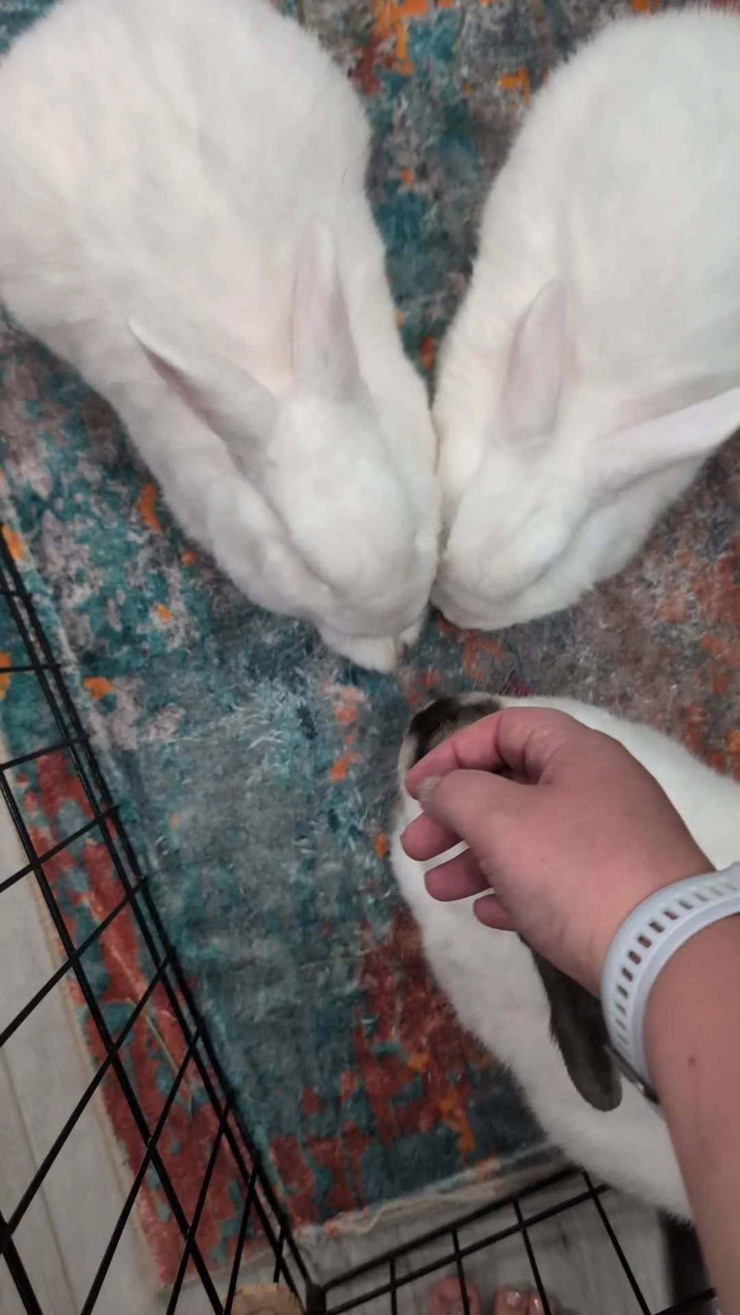 TAKE ME HOME TUESDAY: Mist, Rain, and Pebbles
ㅤ
These softer than a cloud, pleasantly plump marshmallows (literally the rabbit version of a Husky dog, bright blue eyes included!!) may start off shy and cautious, but give them a little time and their 