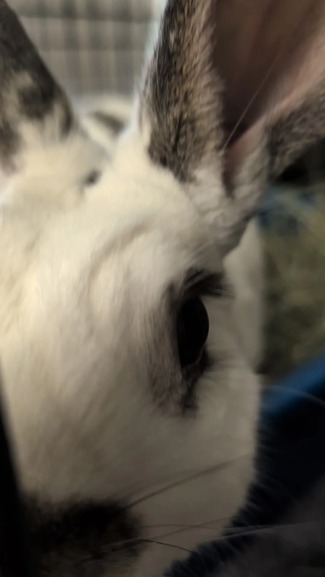 FOSTER FRIDAY: Baxter
ㅤ
(Or Adopt! That works too 🥰)
ㅤ
Baxter is a beautiful Rheinlander &amp; English Spot Mix with a long, lean frame and a gentle soul who, sadly, came to us after losing his beloved dad 😭 What was once a shy bunny, has blossomed