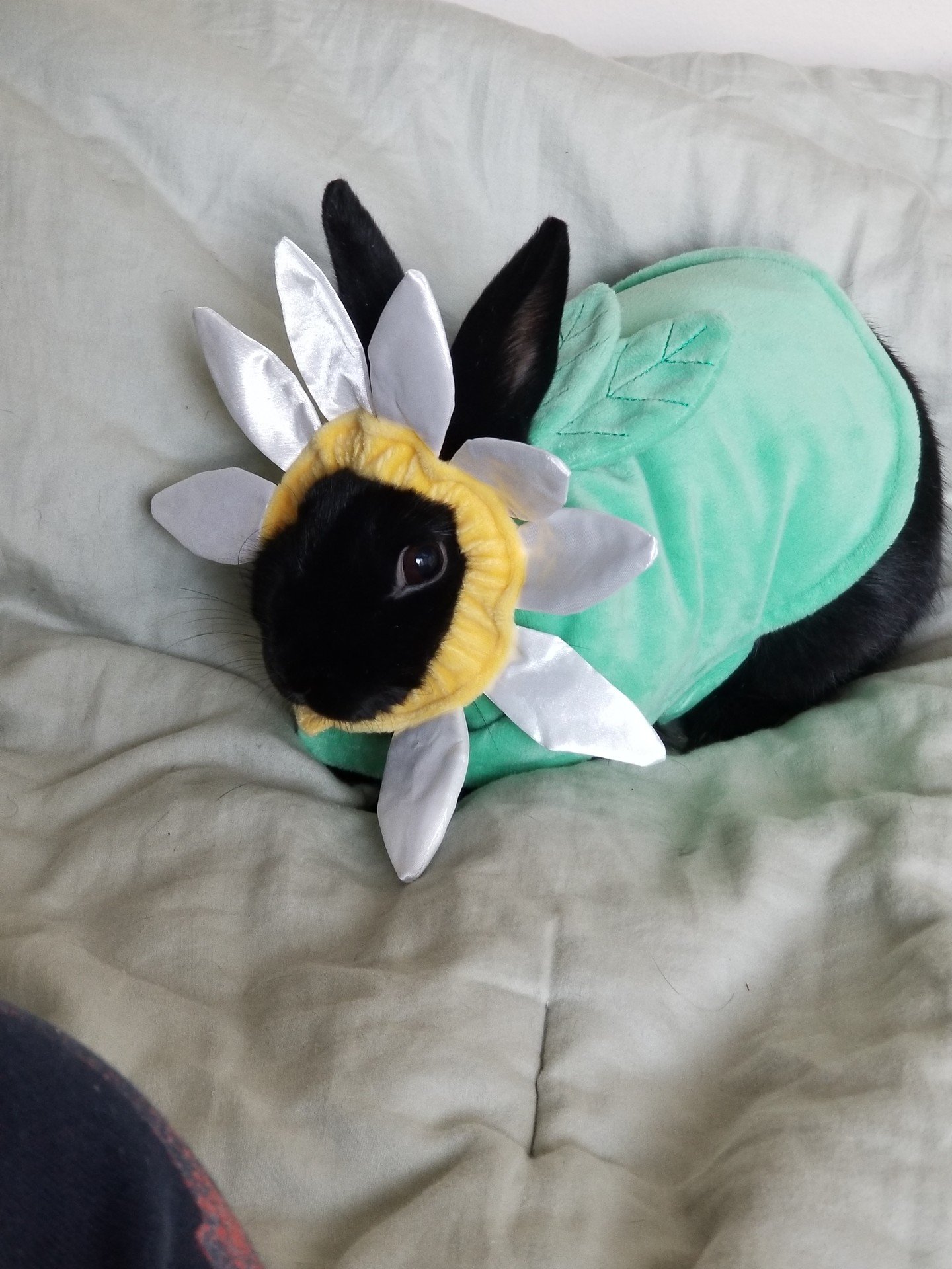 How to Annoy Your Rabbit on Halloween:
ㅤ
Step 1: Buy a Costume (coordinating costumes between buns: optional)
Step 2: Put that costume on your bun
Step 3: Insist on a photo shoot
ㅤ
Thanks for the submission @yana_ziggy_n_wasabi!!
ㅤ
Send us photos of 