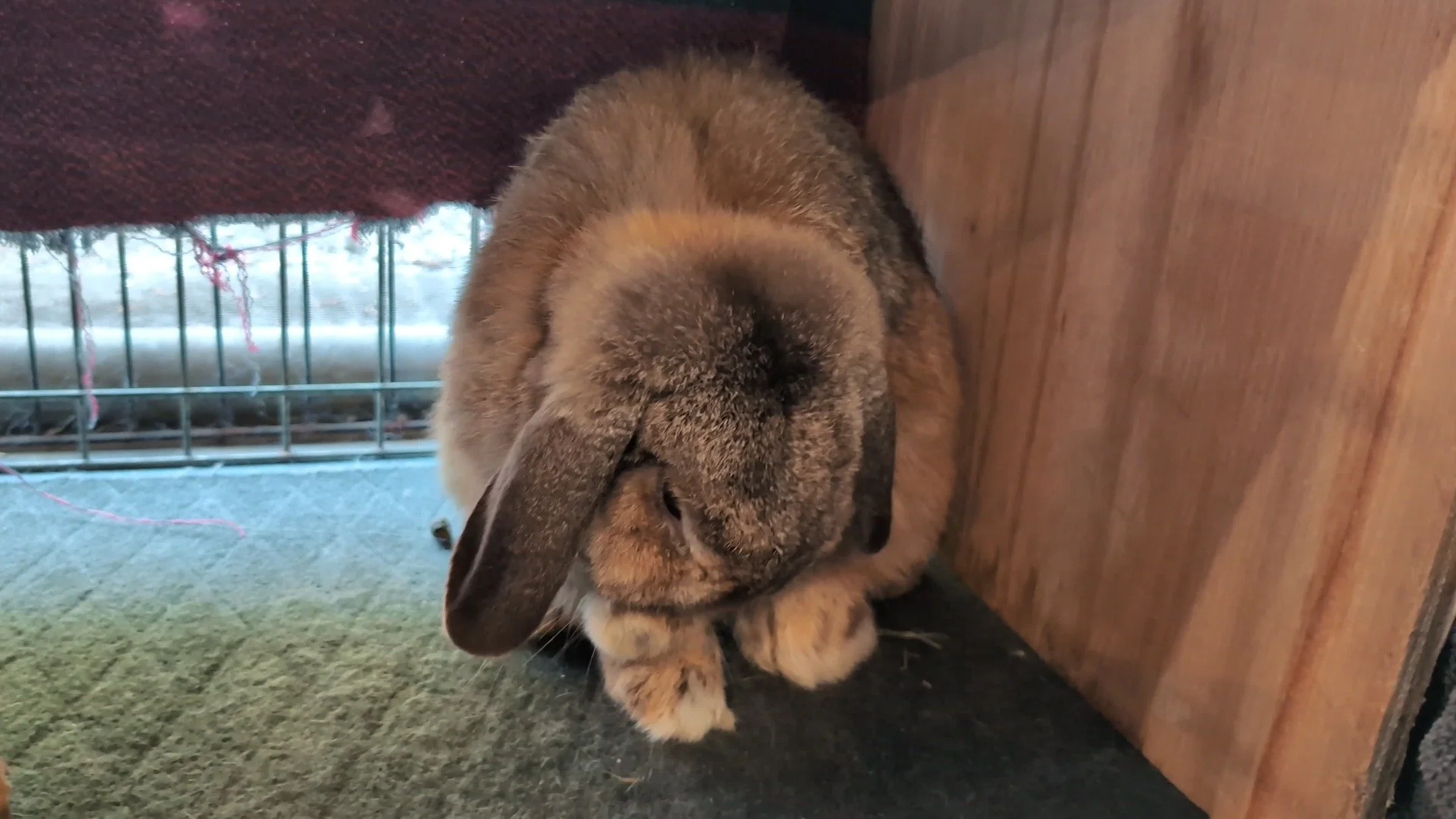 TAKE ME HOME TUESDAY: Gusgus and Buckwheat
ㅤ
🎶My Lops, My lovely Lady Lops🎶 (I'm pretty sure that was Fergie's first draft for the song, inspired by these two girlies --)
ㅤ
These charming, loving, polite little babies hop right up to you, paws up, 