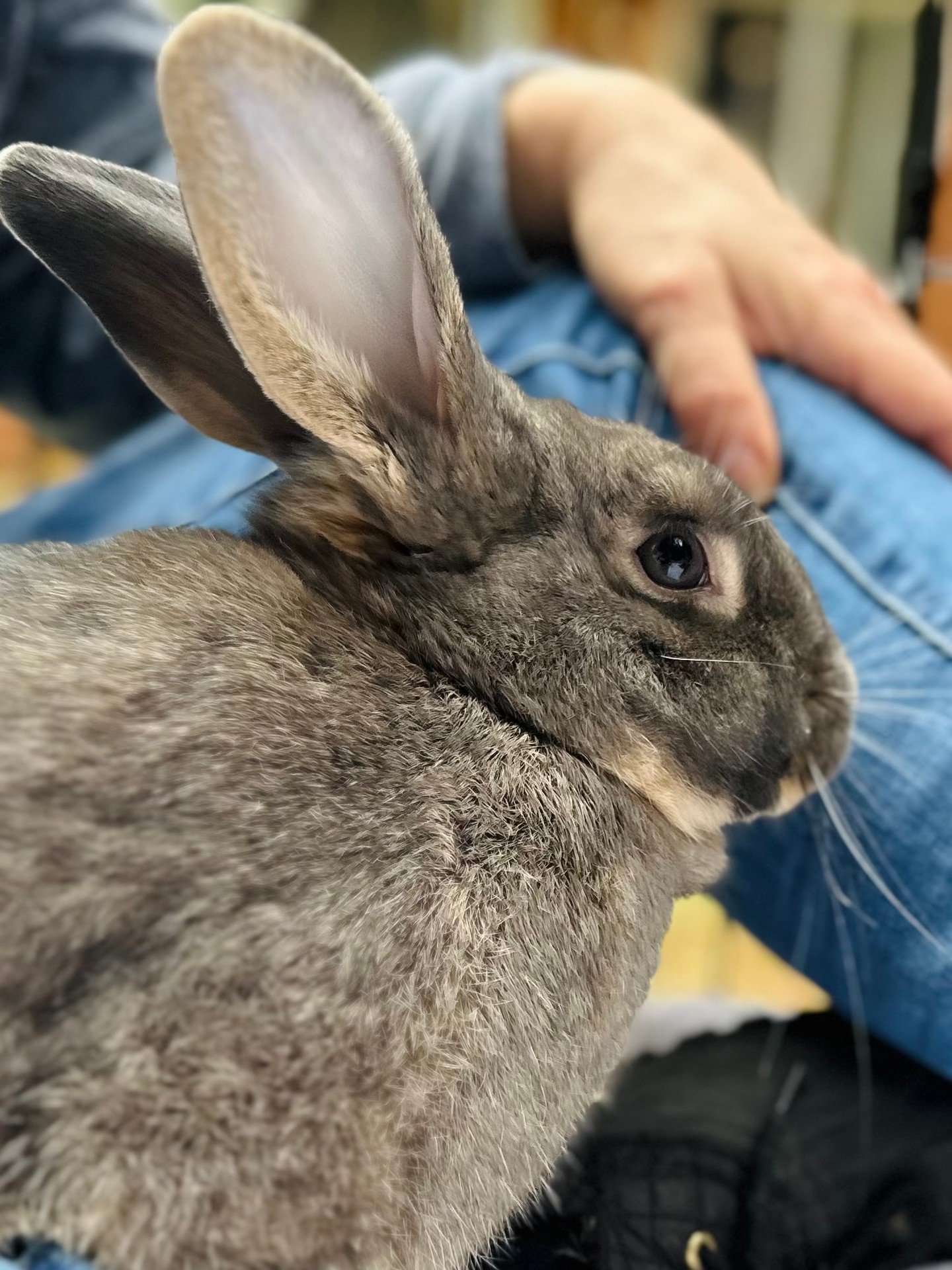 FOSTER ME FRIDAY: Pandora 🗃️
ㅤ
Pandora is a shy boy, but  he absolutely lights up when he&rsquo;s given toys and space to move!!
ㅤ
He loves to run, play, and explore, and, while he can be a little nervous, he deeply seeks lots of attention! He'll be