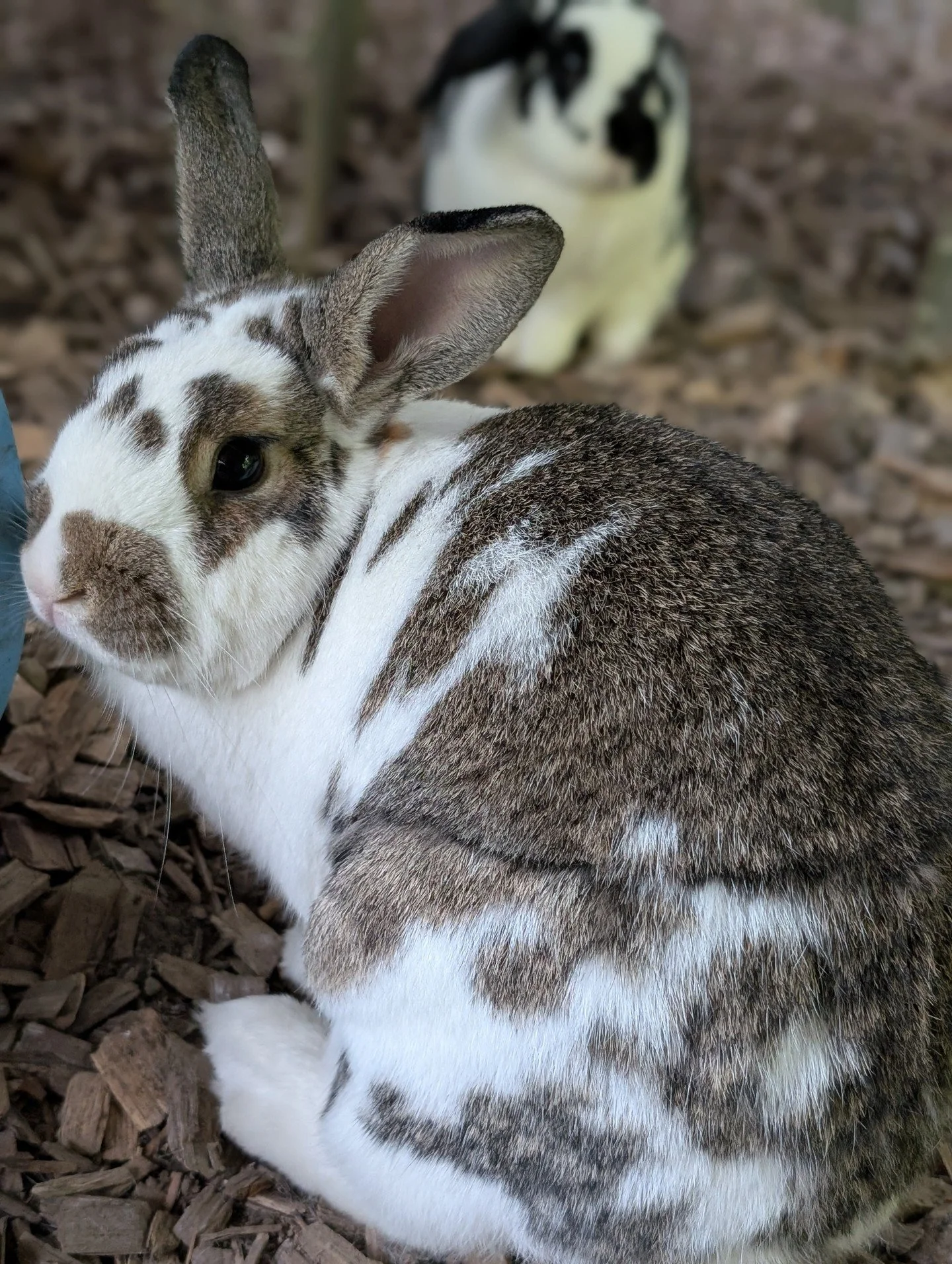 UPDATE: BROOK AND MEADOW HAVE BEEN ADOPTED!! 🥰🥰 

TAKE ME HOME TUESDAY: Brook 🌊 and Meadow 🌈
ㅤ
LoOk At ThAt FaCe!! 😭😭😭 @oxbowanimalhealth call us if you need any bunny models 👀
ㅤ
Brook (brown) and Meadow's (black) hearts are overflowing with 