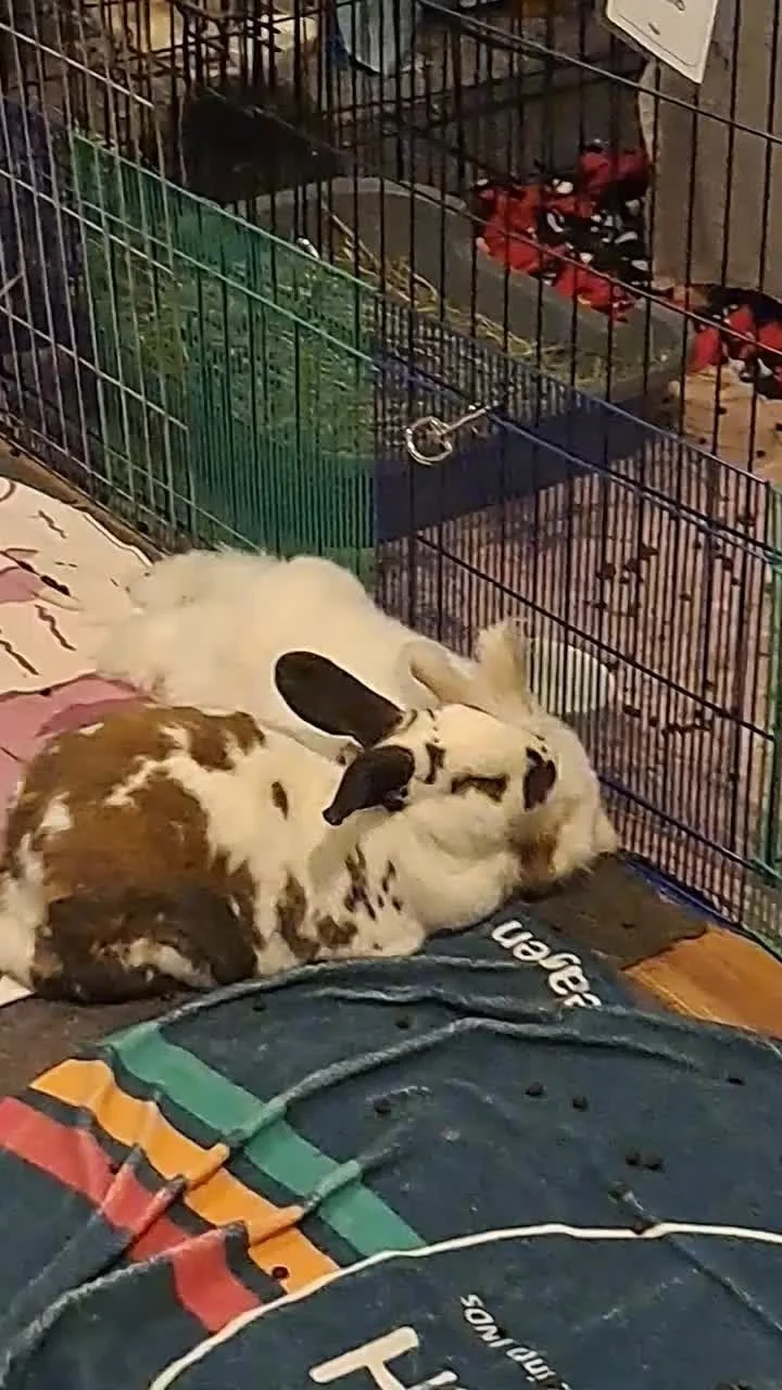 Sometimes, we're lucky and our wishes came true: our two beloved sanctuary buns Cinnabon and Glacier are bonded!!
ㅤ
The story starts with Glacier just refusing to say in his enclosed space. He was constantly breaking out, oftentimes during the times 