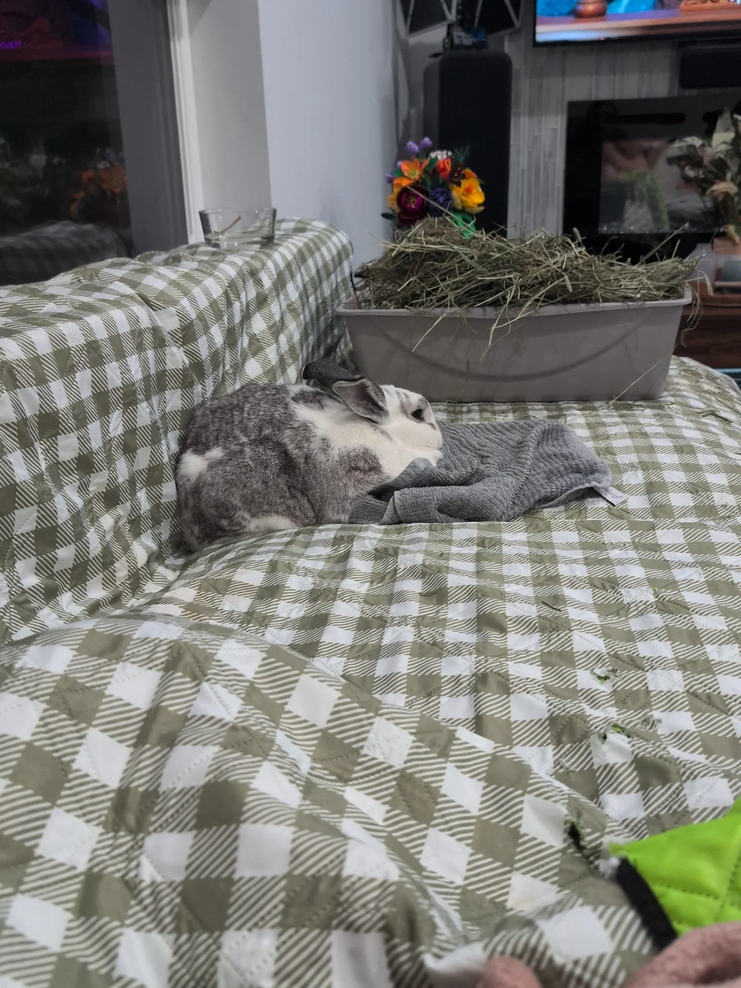 FOSTER ME FRIDAY: Lily 🌷and Lilac 💐
ㅤ
(Or Adopt 🥰🥰 That works too!)
ㅤ
Have you ever wanted a baby who was clean, quiet, sweet, personable yet independent, and had lots and lots of rolls?
ㅤ
Enter these two lap lumps: Never (in my life!) have I enc