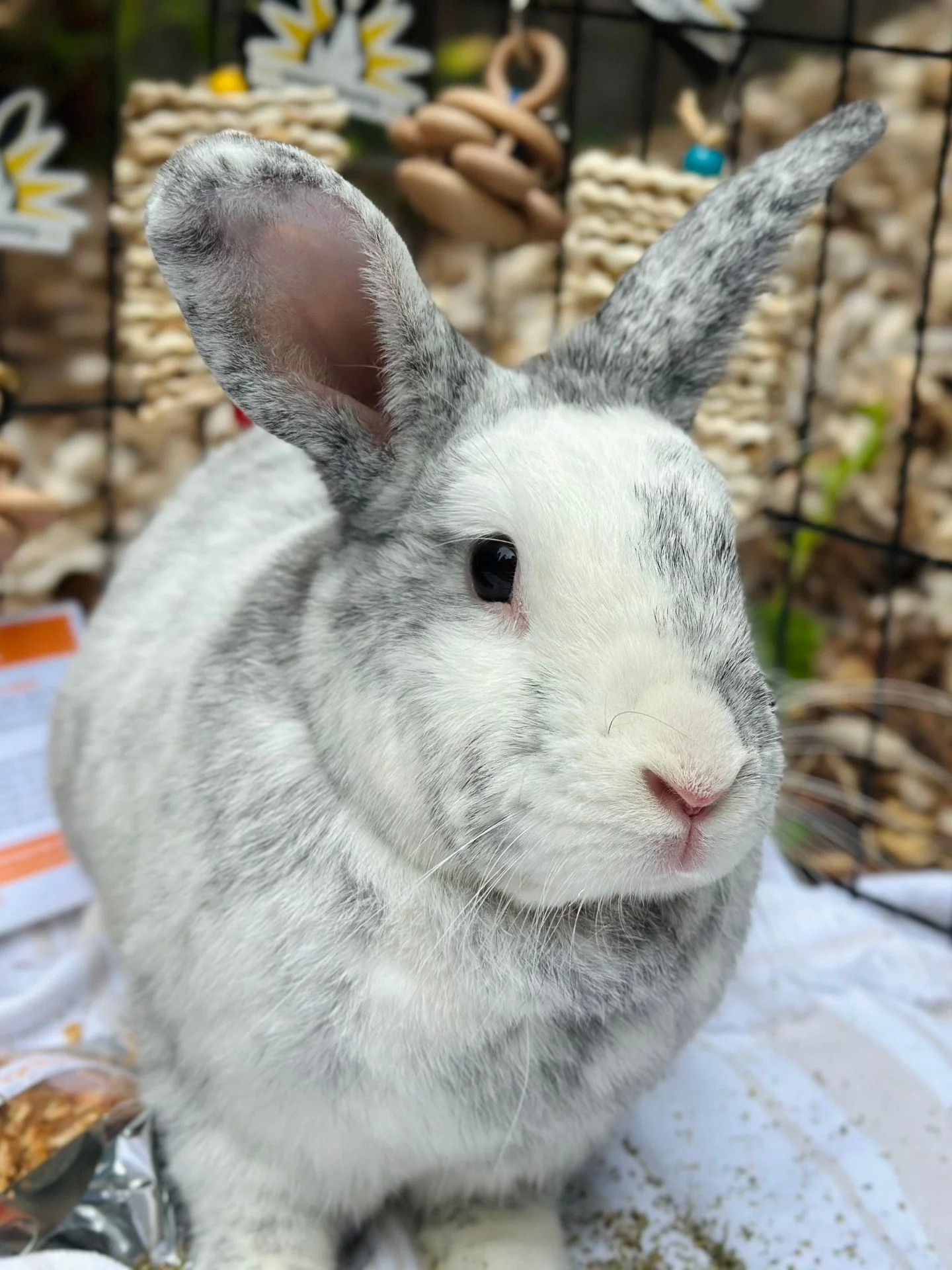 UPDATE: BUGGS HAS BEEN ADOPTED!! 🥳🎉😍😘
ㅤ
Some of you may have met the fabulous Buggs (a.k.a Buggy Bear, Buggy Boo, Hugabug, etc) at our fantastic event at Ounces taproom!
ㅤ
This big ol' lump is an absolute charmer with a calm demeanor, seeking a  