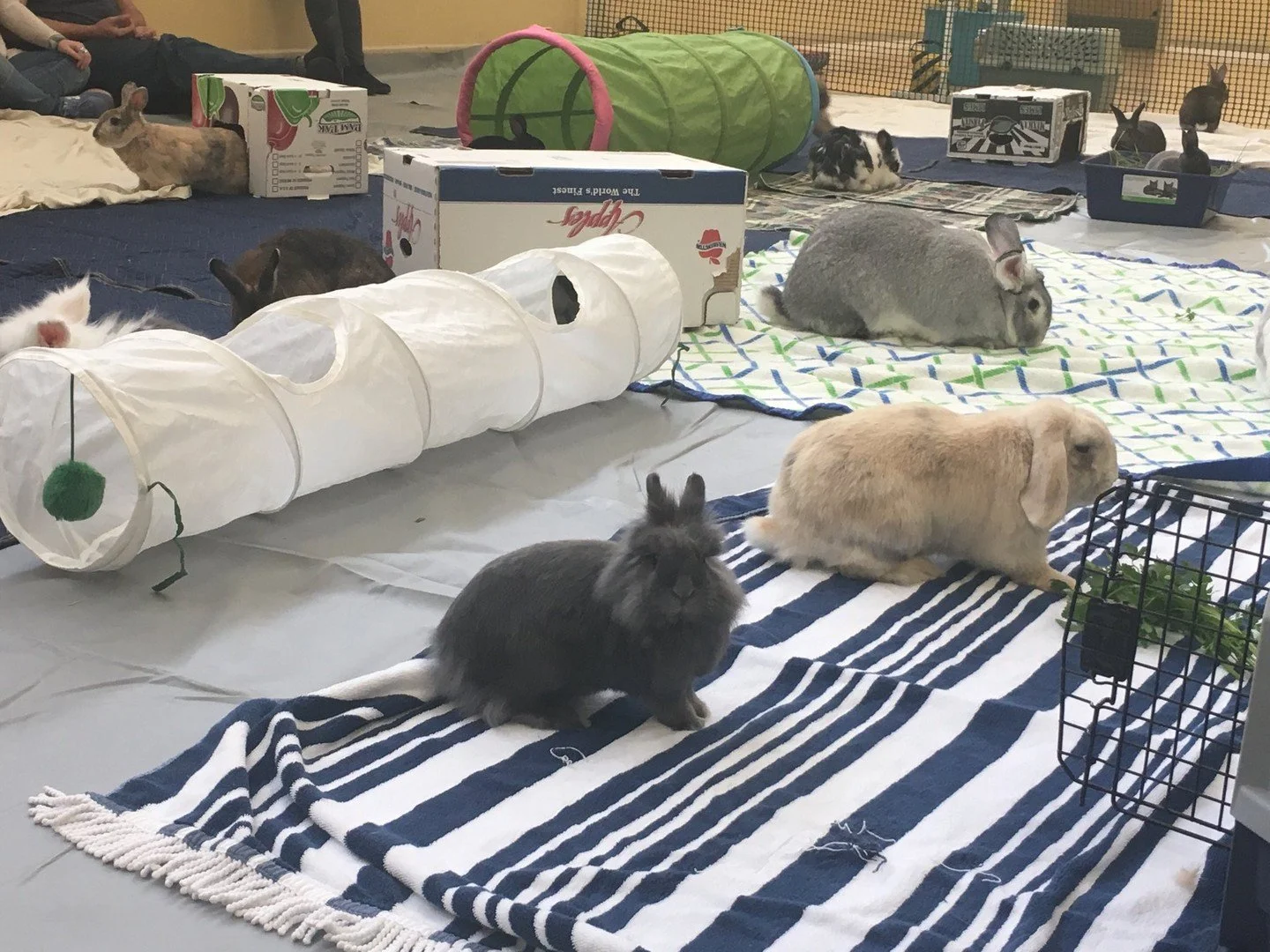 Bunnies have the magical capacity to both be a baby and grandmomma at the same time! 😂
ㅤ
This is Juni -- and she is now 14&frac12; years old &mdash; which amazes her mom and dad (and all of us here at Special Bunny!)
ㅤ
Juni's Mom sent us this update