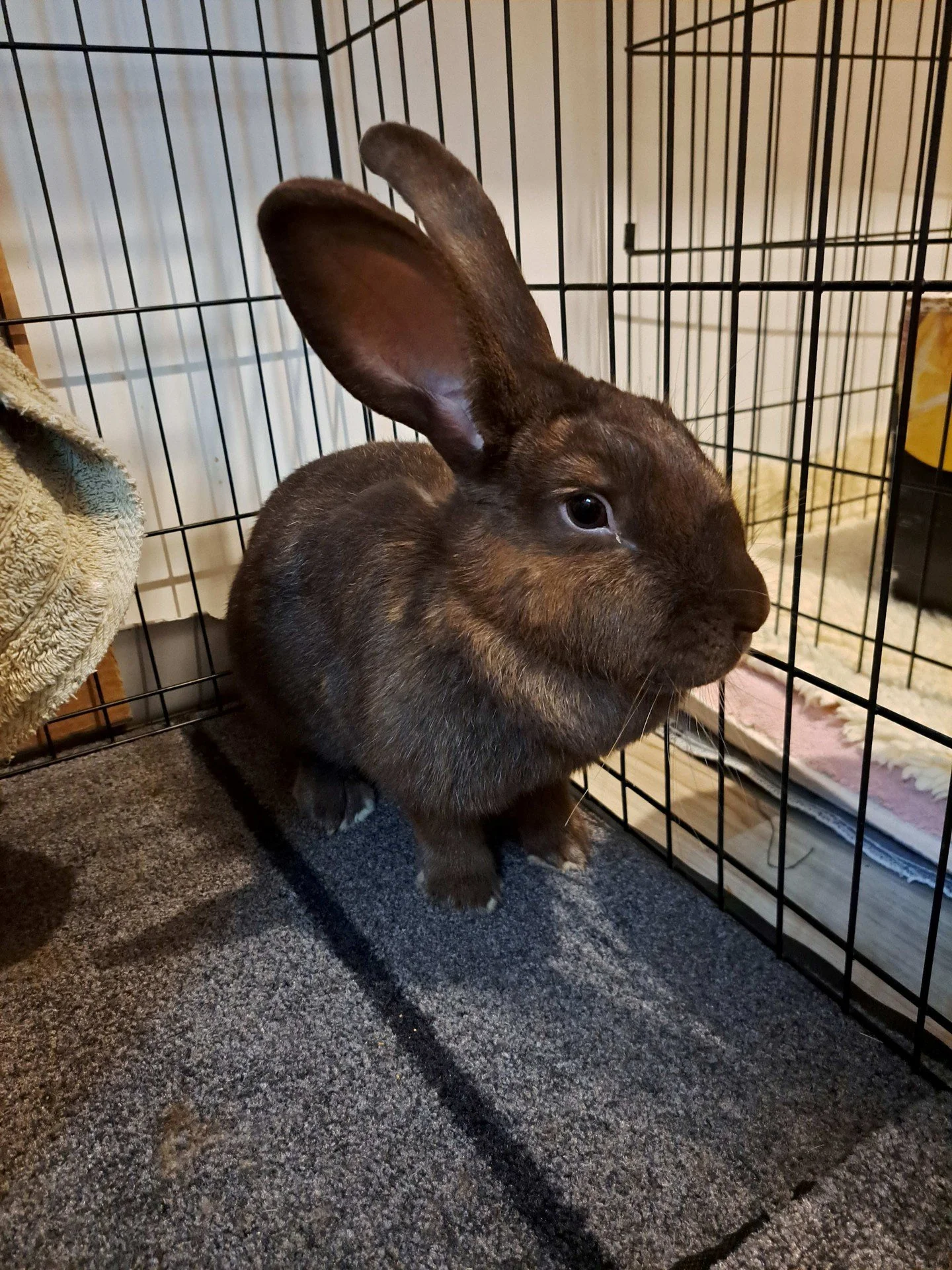 Introducting : *drum roll pleeeease* HOP TART!
ㅤ
During the recent flooding concerns, Everett Humane Society was urgently searching for help to move everything out of the shelter (foster homes for animals, a safe and dry place for equipment, etc) and