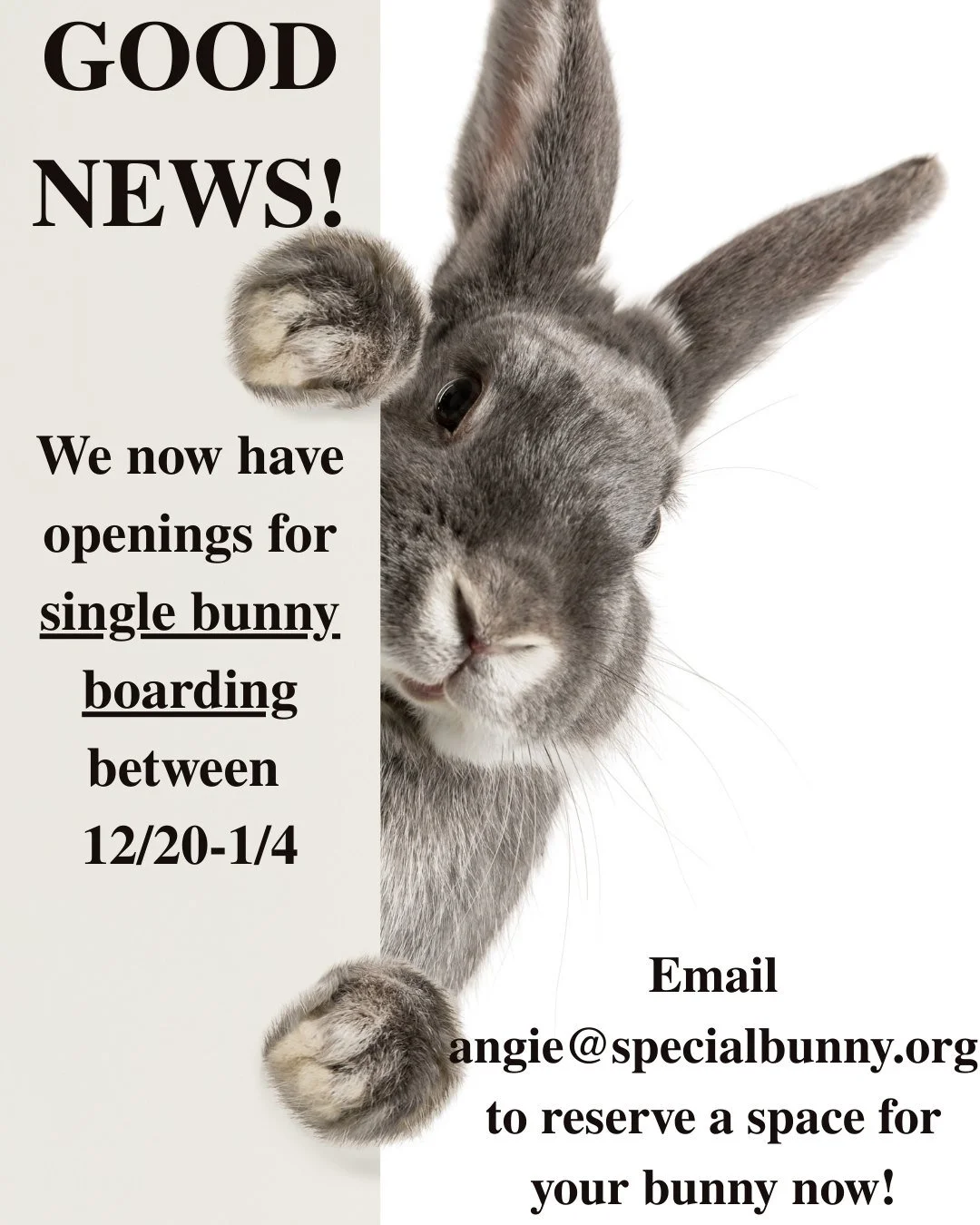 Looking for a last minute spot for your bunny for the holidays?? YOU'RE IN LUCK!
ㅤ
We had a cancellation and have availability for single bunny boarding between December 20th and January 4th!
ㅤ
Email angie@specialbunny.org to reserve your spot!