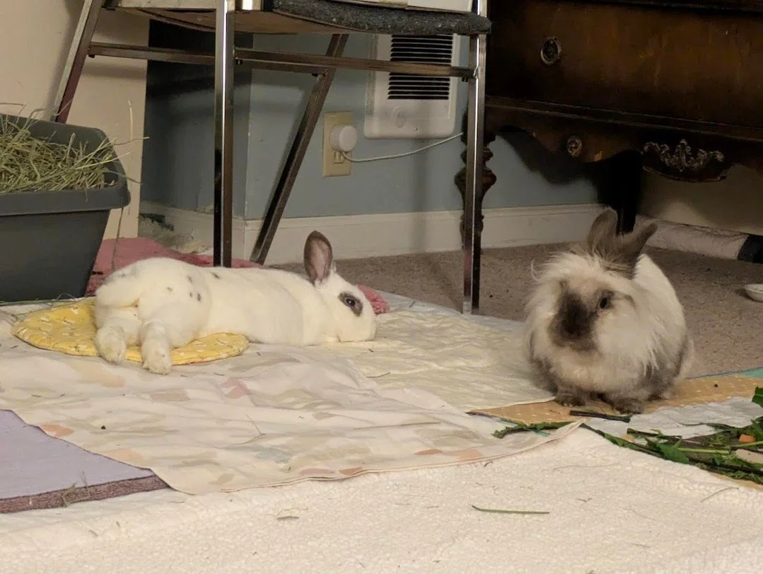 Jack...... OUR Jack, the one who refused every bond we ever tried with him when he was with us....... has found a forever friend!!❤️❤️
ㅤ
John, the happy poppa of the duo writes this:
ㅤ
"Santa knew what a good bunny he's been, so this year, he ca