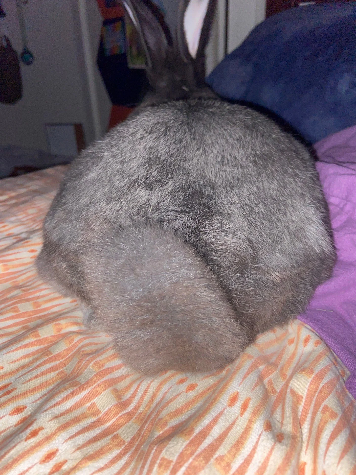 Felix lost his heart bunny, and never thought he could love again. Bruce lost his human, and also thought he could never love again. That's how you know it's a perfect match 🥰🥰
ㅤ
Felix writes this about Bruce (now Hoagie):
(I promise it's worth the