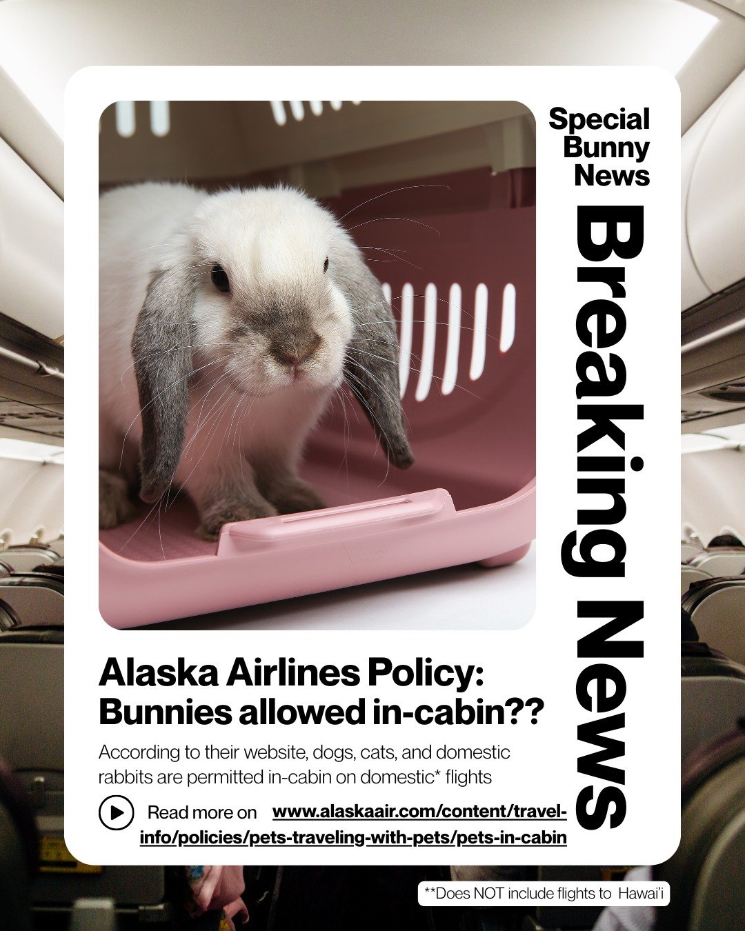 Looking for an airline to travel on with your bunny??
ㅤ
Look no further than Alaska Airlines!
ㅤ
According to the official Alaska Airlines Travel Policy (as of January 15, 2026) rabbits are confirmed ALLOWED to fly in-cabin!! 🥰
ㅤ
THANK YOU @alaskaair
