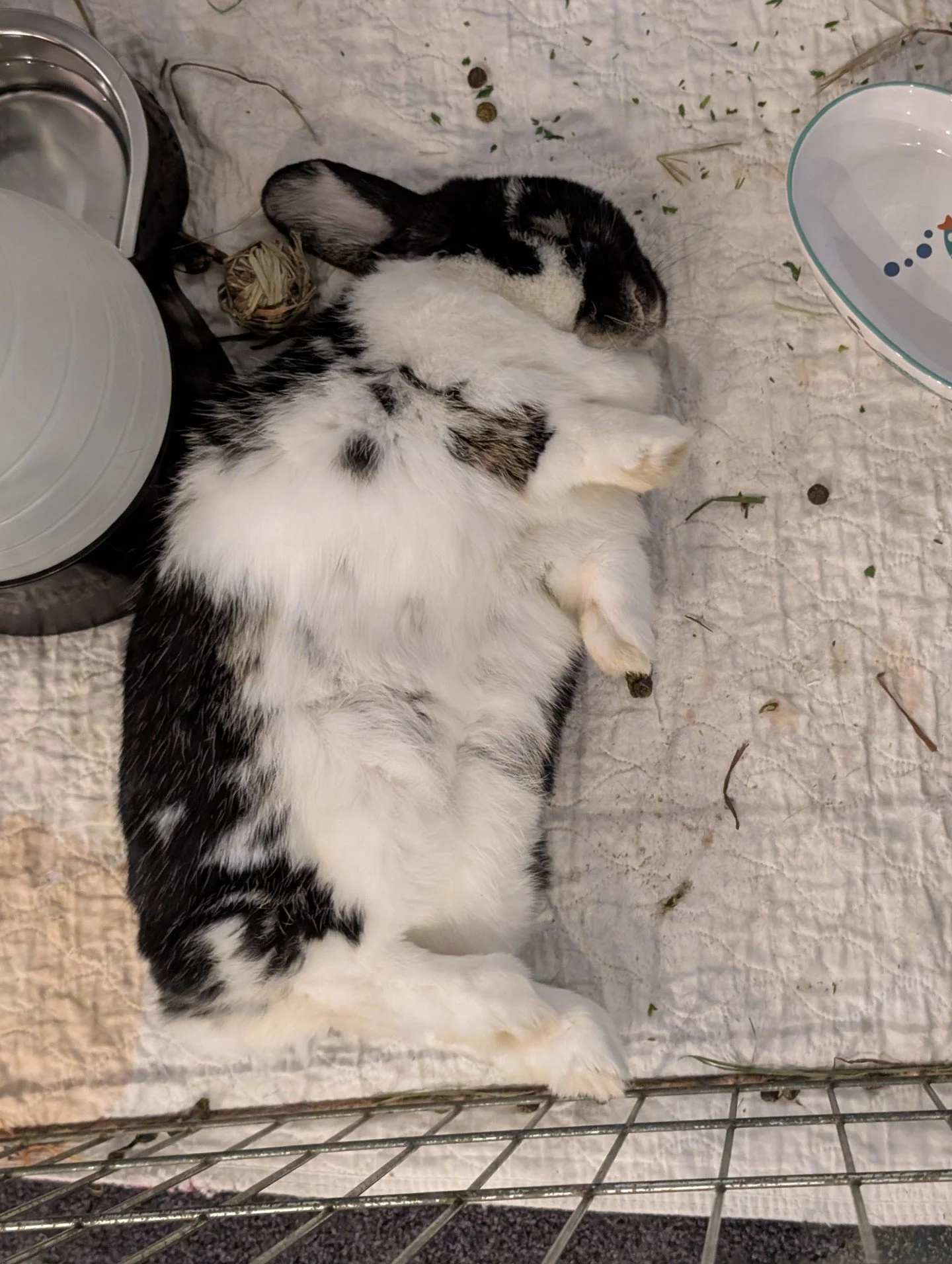 The flops of Special Bunny
ㅤ
Work hard?? Nah. Nap hard
ㅤ
#bunny #rabbit #adoptdontshop #rabbitsofinstagram #bunstagram #bunniesworldwide #rescuerabbit #cutepets #bunnyoftheday #bunnylove #rabbitlife #bunnylife #cute #petsofinstagram #rabbitlove #bunn