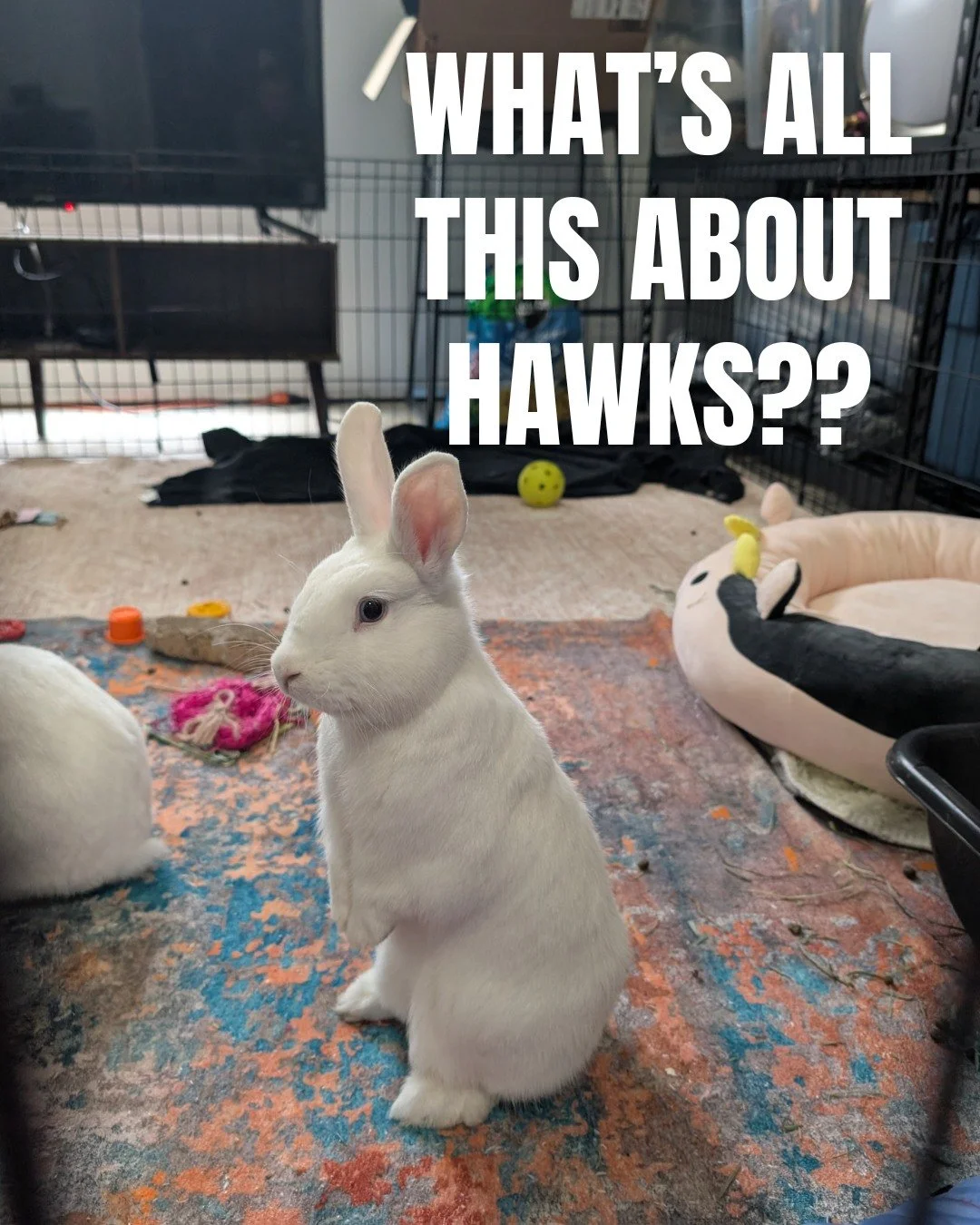 Happy Superbowl LX Weekend!! Our Washington based bunnies (and their humans!) will be rooting for the @seahawks!
ㅤ
Except for Pebbles here. She doesn't like football all that much.
ㅤ
#rabbitadoption #adoptdontshop #adoptarabbit #rescuebunnies #bunnyr