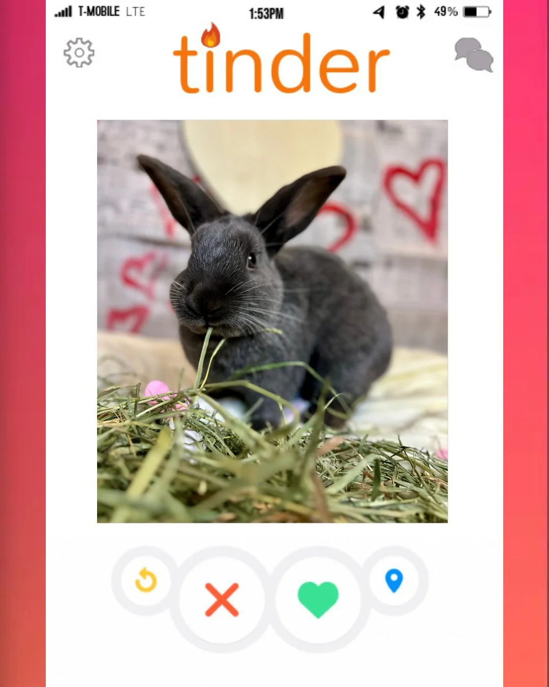 It's almost Valentine's Day and our newest bun could not have a more appropriate name to match the season 😂
ㅤ
ROMEO 🥳🥳🥳🥳
ㅤ
Welcome to the SB fluffle little one!
ㅤ
#RabbitRescue #BunnyRescue #AdoptDontShop #AdoptABunny #RescueRabbits #HouseRabbit