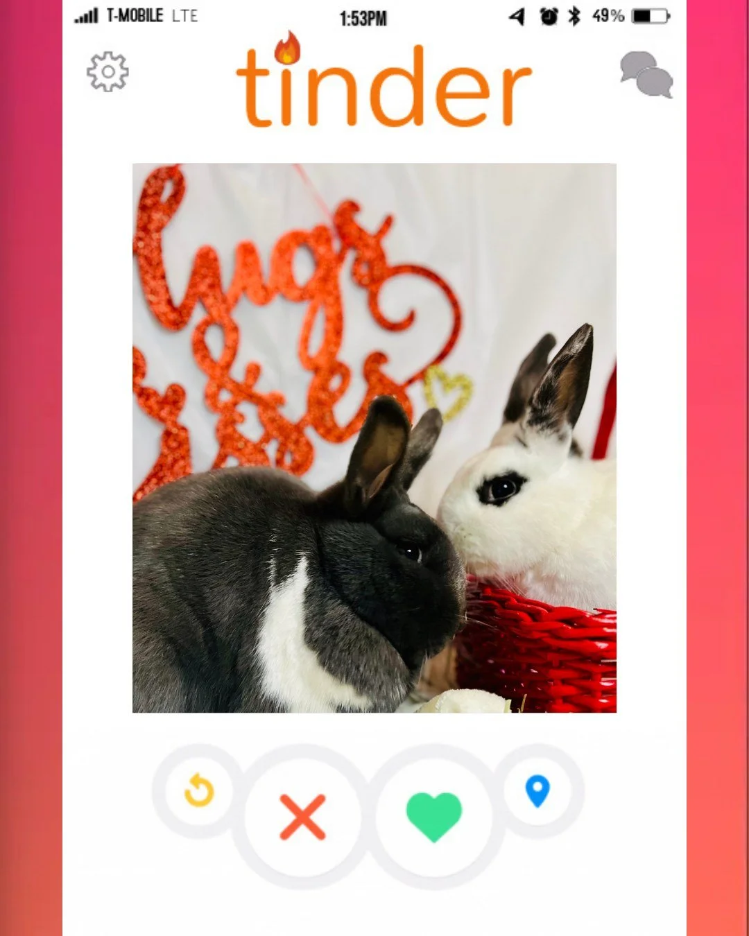 They say valentine's day is the worst day to be on tinder. But honestly, our bunnies have never looked better 😎
ㅤ
Happy Valentine's Day 🥰🥰
ㅤ
#RabbitRescue #BunnyRescue #AdoptDontShop #AdoptABunny #RescueRabbits #HouseRabbit #RabbitLovers #BunnyLif