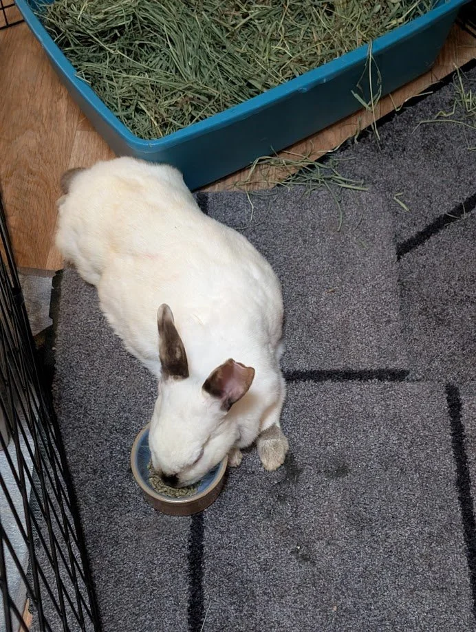 Meet Suzie Q!
ㅤ
She came to us in terrible condition &mdash; beat up, exhausted, and suffering from a severe case of ear mites. We started treatment immediately, hoping to help her finally feel safe and cared for. Then, just a few days later, on Moth