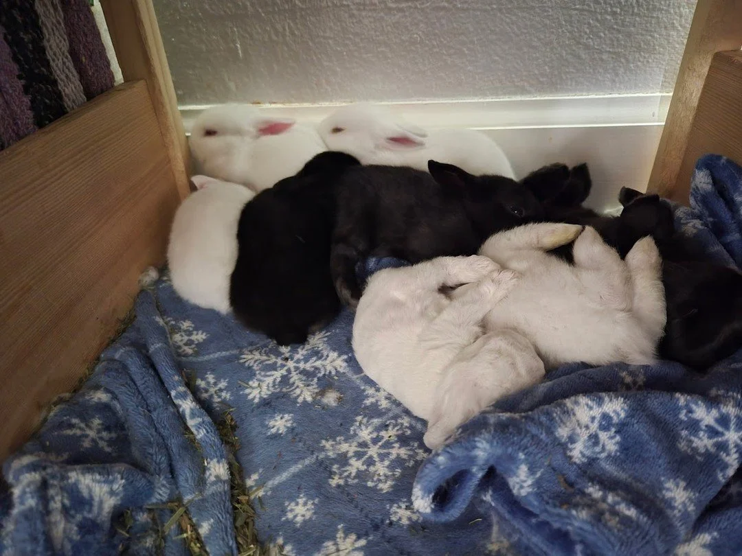 White Rabbit, White Rabbit,White Rabbit: plus two more! and four black ones. Happy June 1, 2026
ㅤ
Our new babies just turned three weeks old today.  Their mother, Suzie Q, came to us in bad shape and a week later had nine babies.  We will be looking 