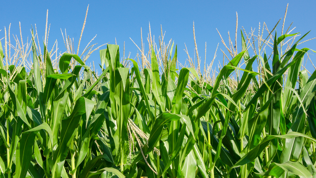 Untitled design (2).png