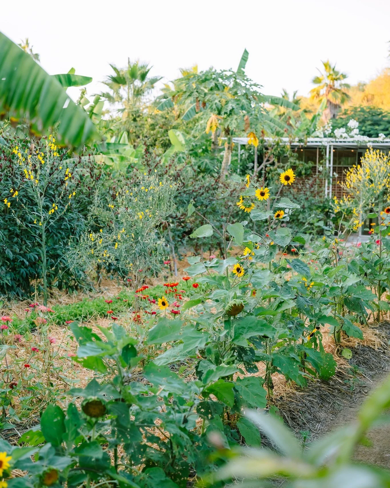 Flora Farms has a way of slowing everything down.
Green everywhere, light filtering through palms, flowers growing freely &mdash; nothing feels staged, everything feels intentional.
A place where nature sets the rhythm and every corner invites you to