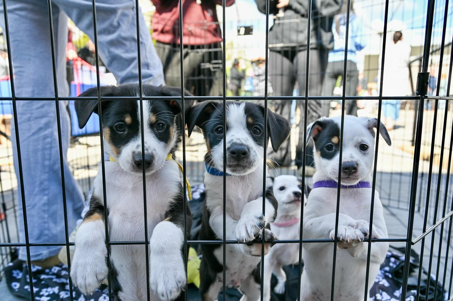 More dogs from last Saturday&rsquo;s @gdrne adoption event. All these cuties need homes and all you cuties need dogs. The reasoning is sound.