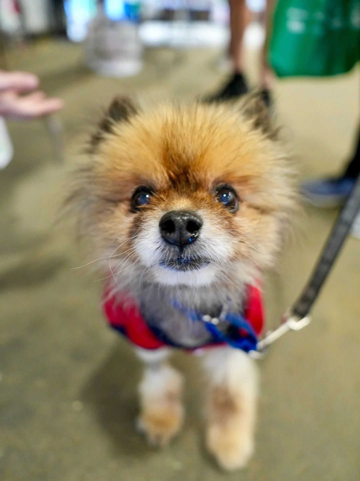 This year marks my fifth year as a volunteer pet portrait photographer with @gdrne. Partnering with them and playing a role, no matter how big or small, in helping dogs find loving homes has been one of the most rewarding experiences. Yesterday, I sp