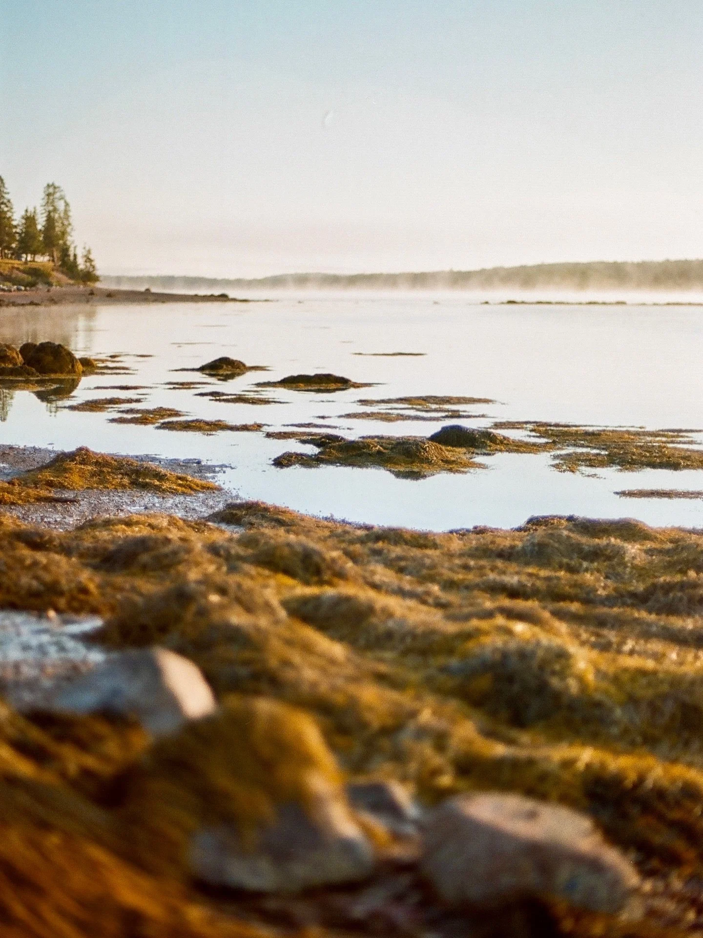Downeast summer on film 🎞️