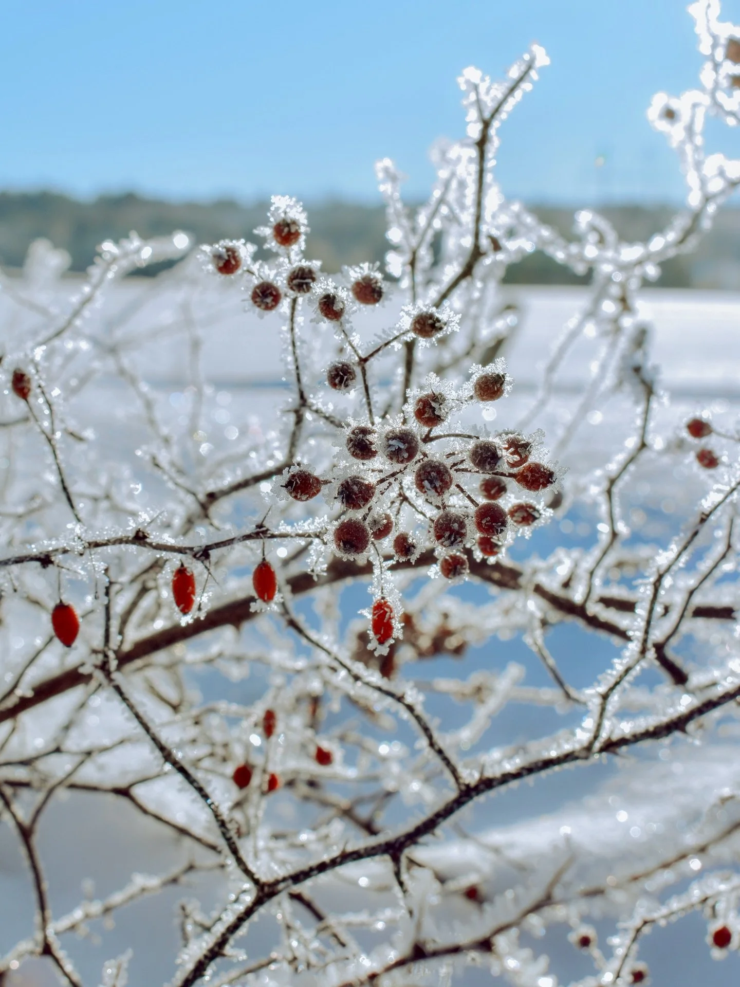 for you, a collection of winter moments. why? because the colder months here in maine are some of my favorites.