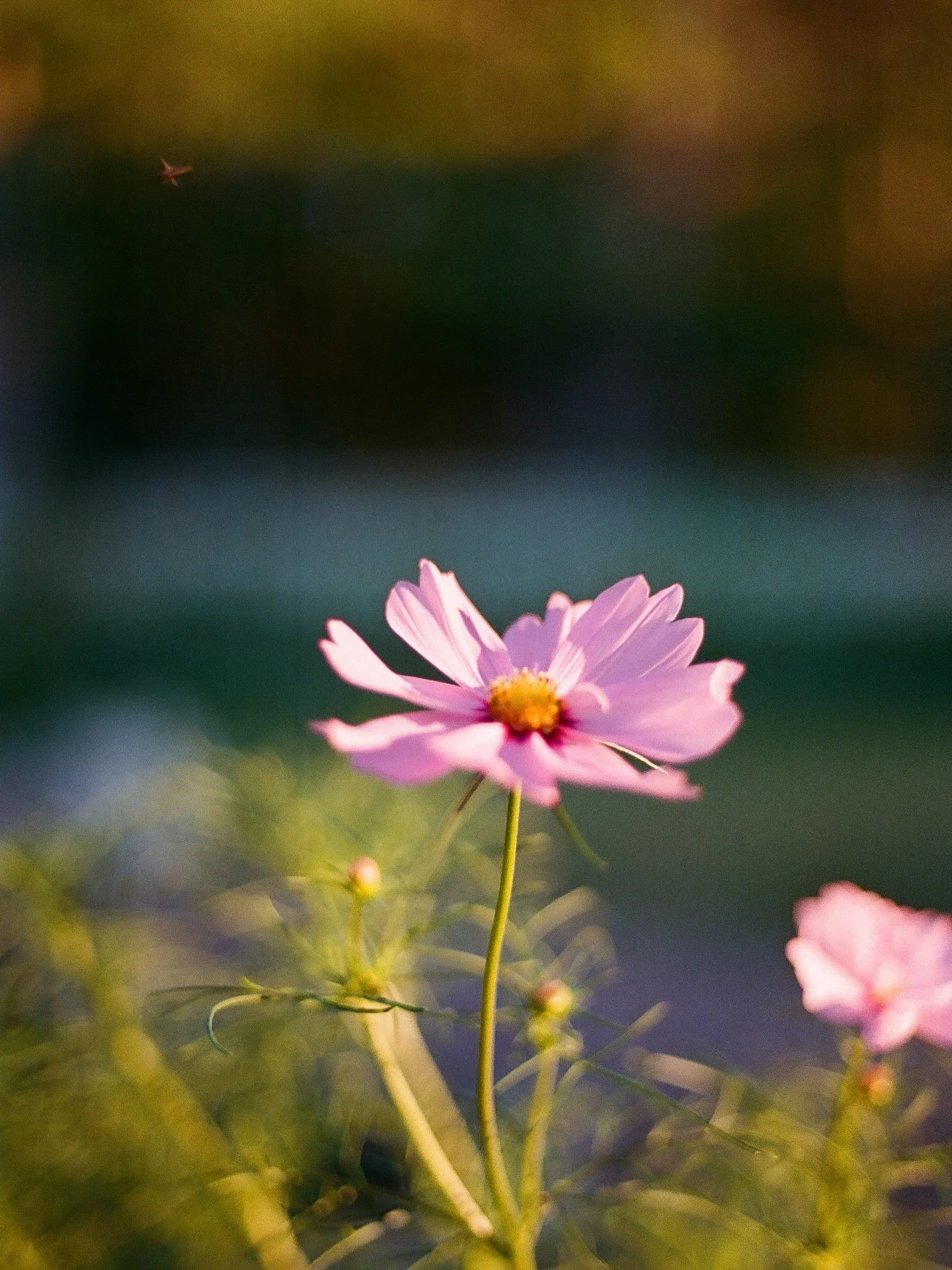 While strolling through the gardens at @eastpine.maine during golden hour, I asked which plants wanted me to photograph them. These beauties were ready for their close-up 🌺 🌱 🌼