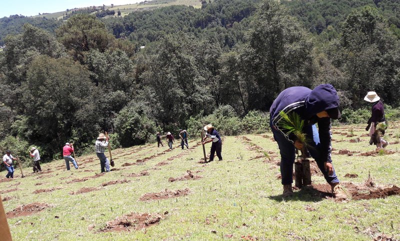 Belmares Studio | Reforestation Programs in Mexico Blog Post 03.jpeg