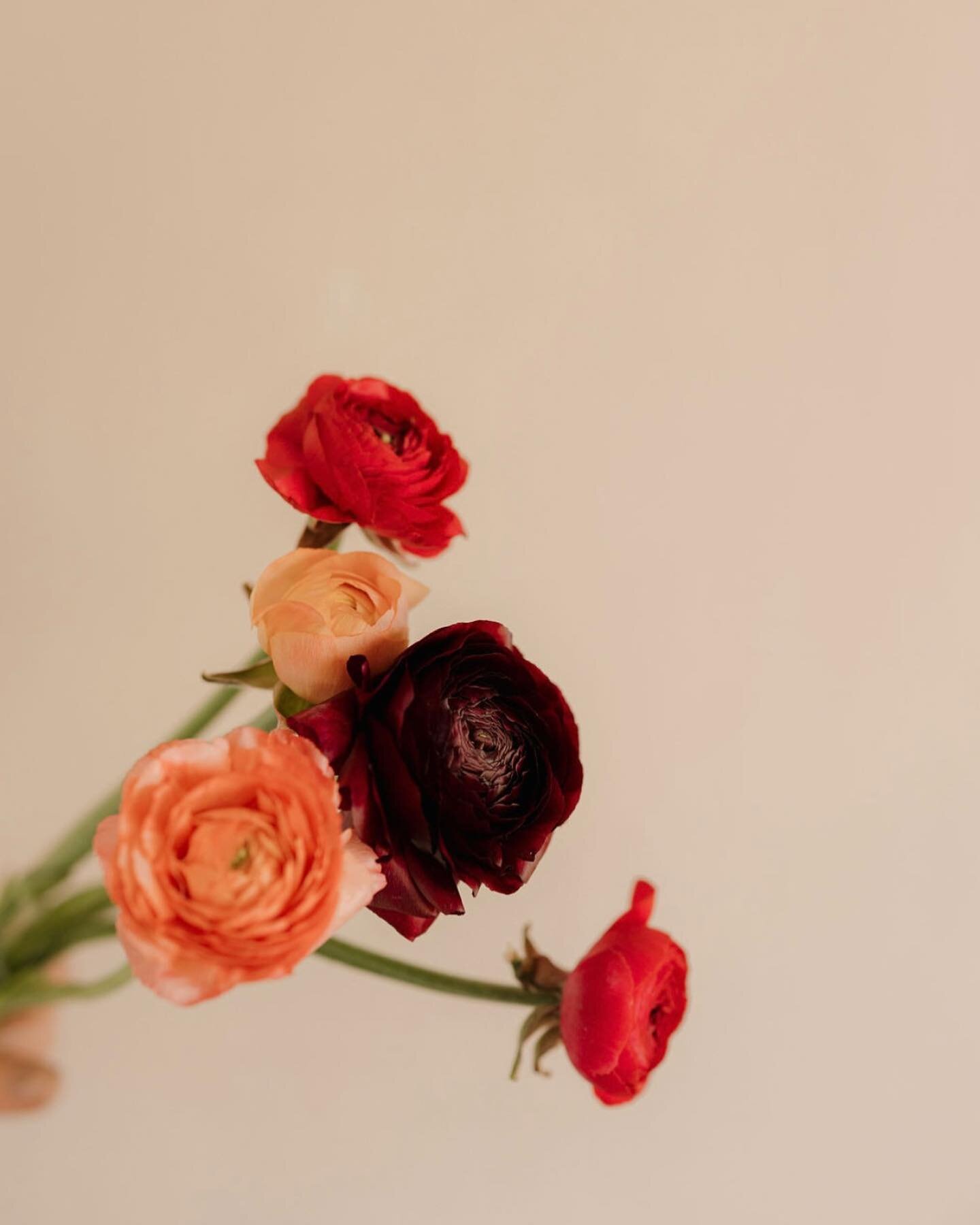 🌸Good bye Ranunculus!🌸
As the weather warms we say goodbye to these stunning and colourful blooms. As ranunculus season gracefully come to a close we eagerly await Peony season. We can&rsquo;t wait to start sharing their beauty with you. 
We curren