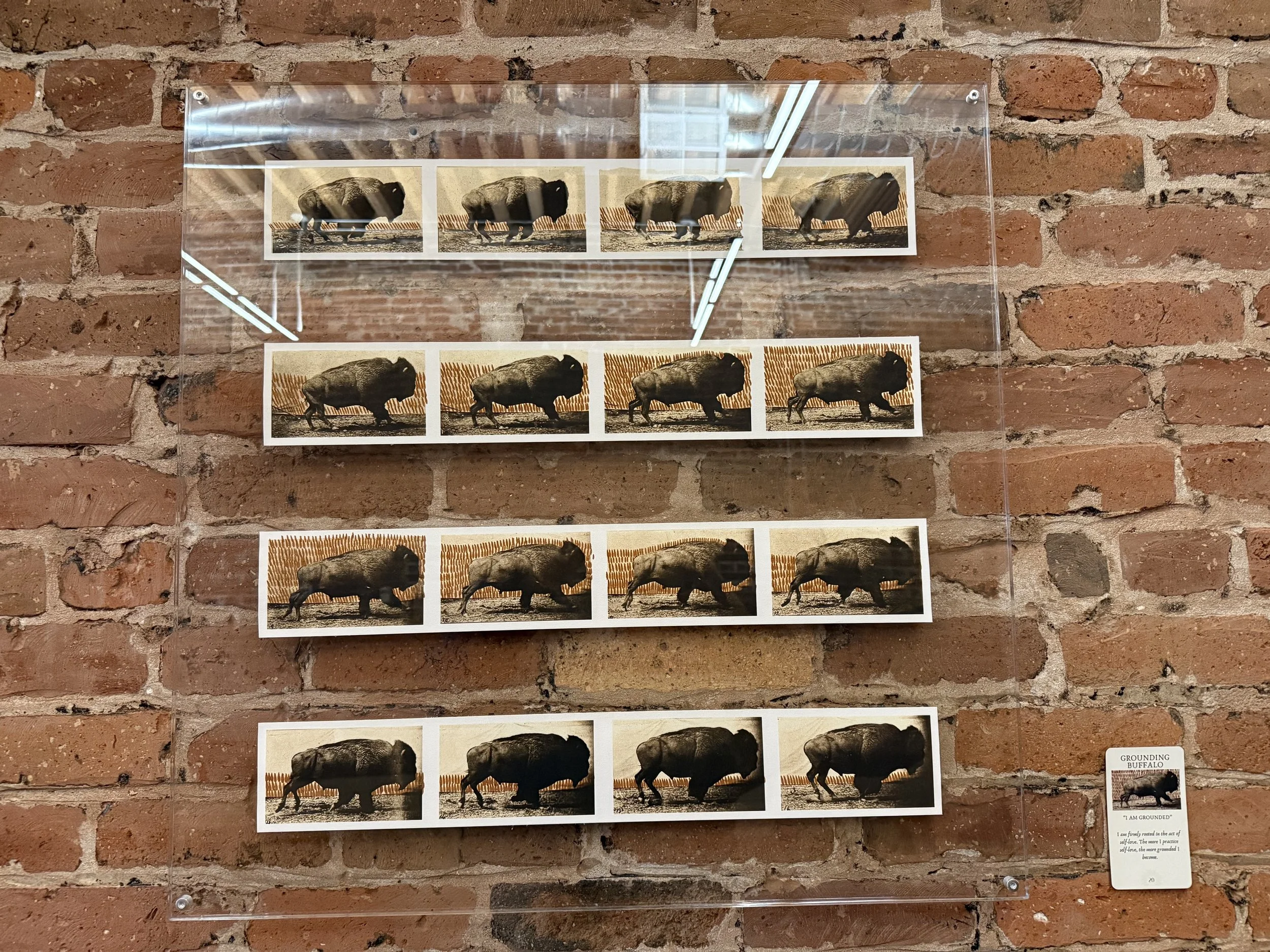 20. Grounding Buffalo.jpeg