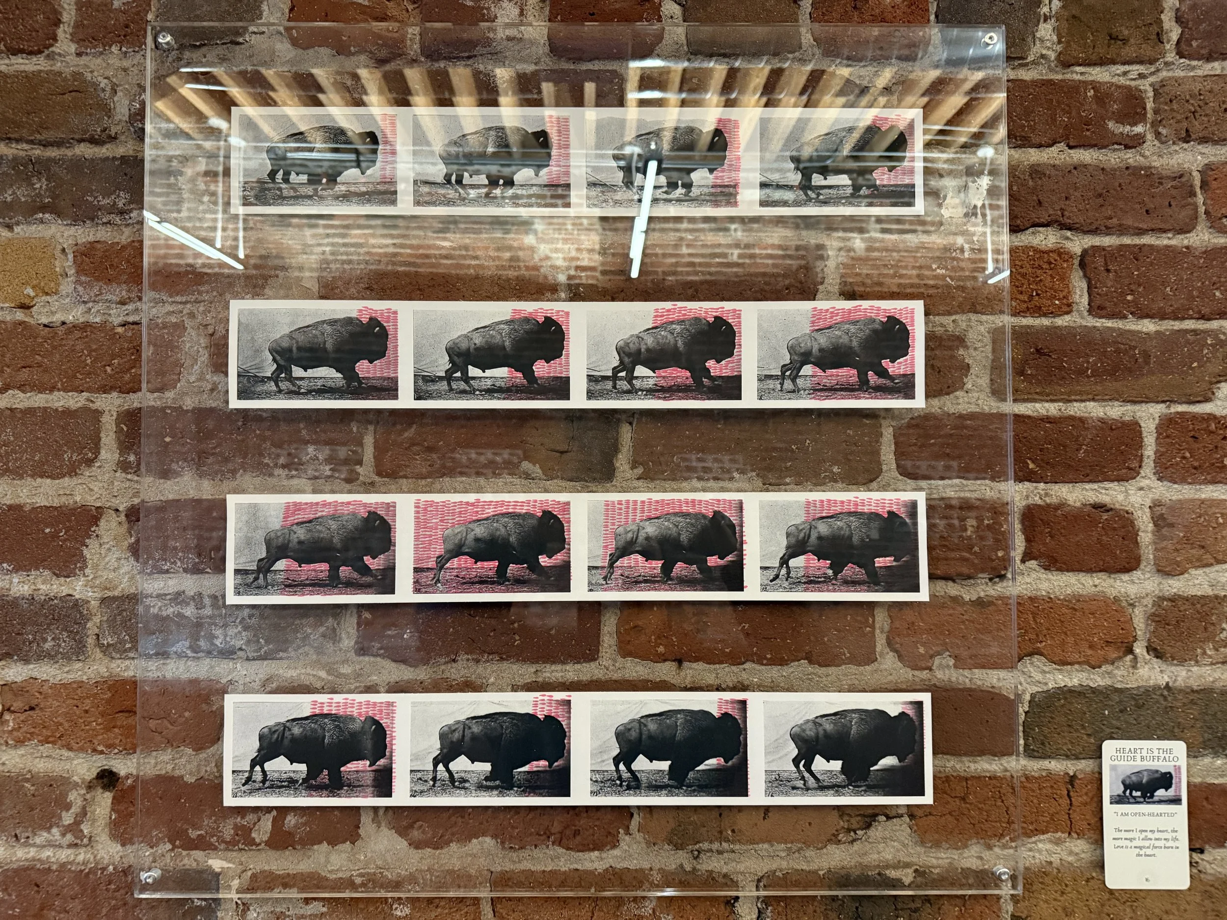 16. Heart Is The Guide Buffalo.jpeg