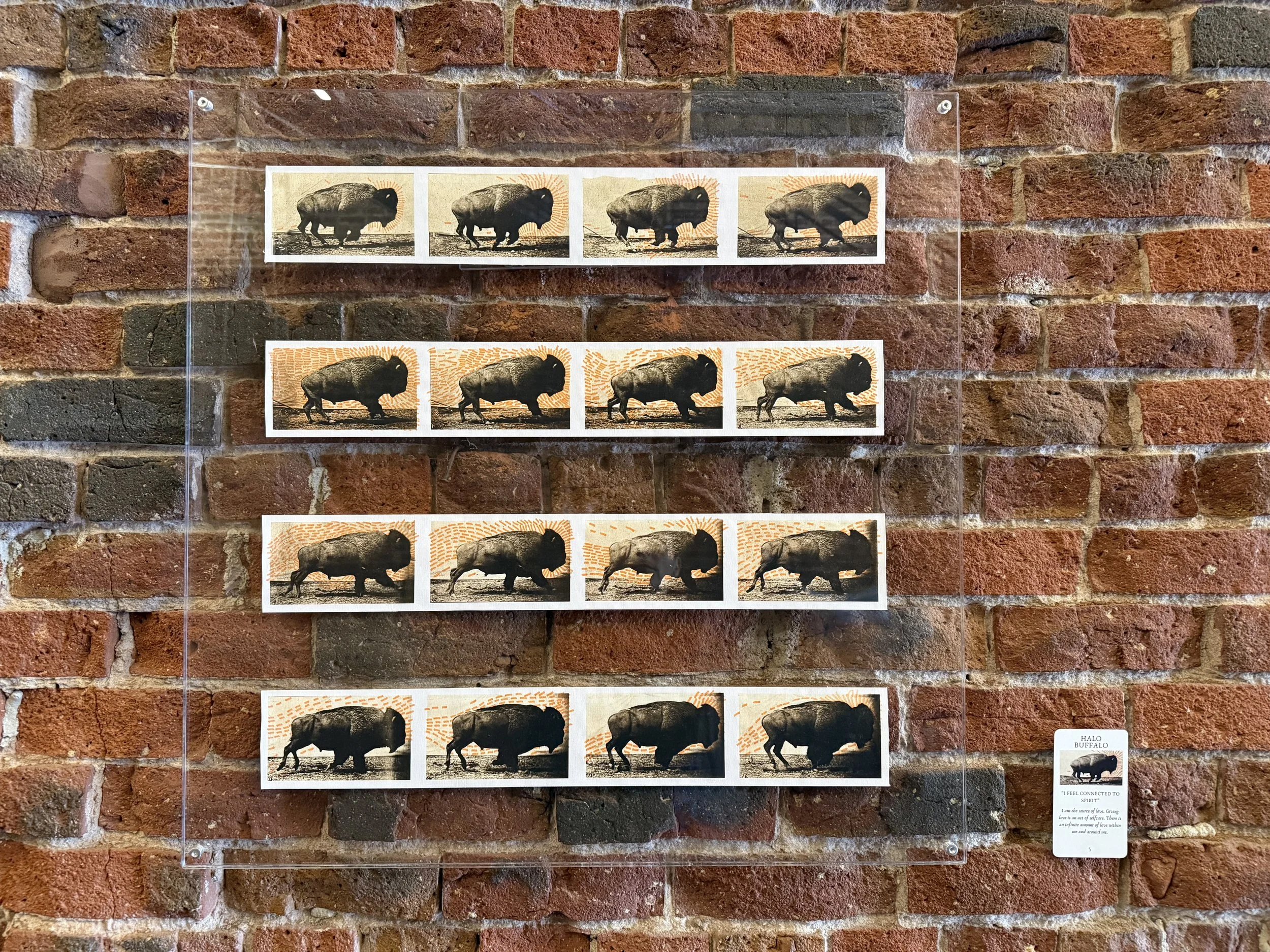 5. Halo Buffalo.jpeg