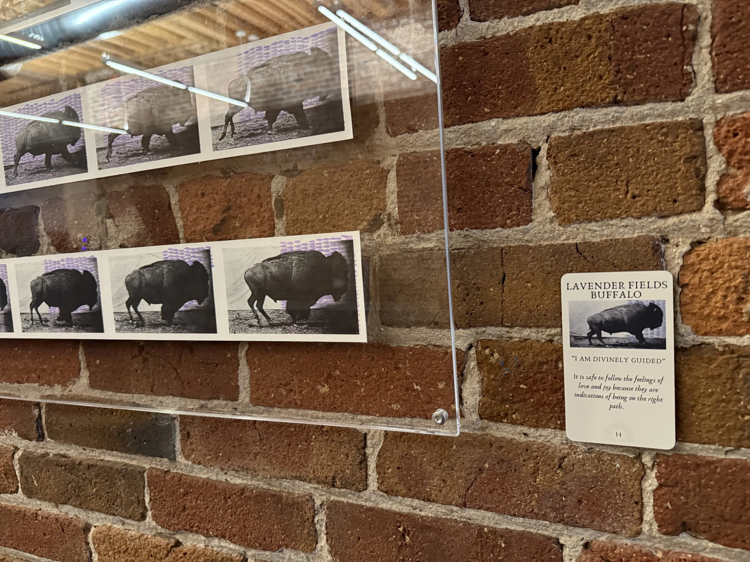 14. Lavender Fields Buffalo 14.jpeg