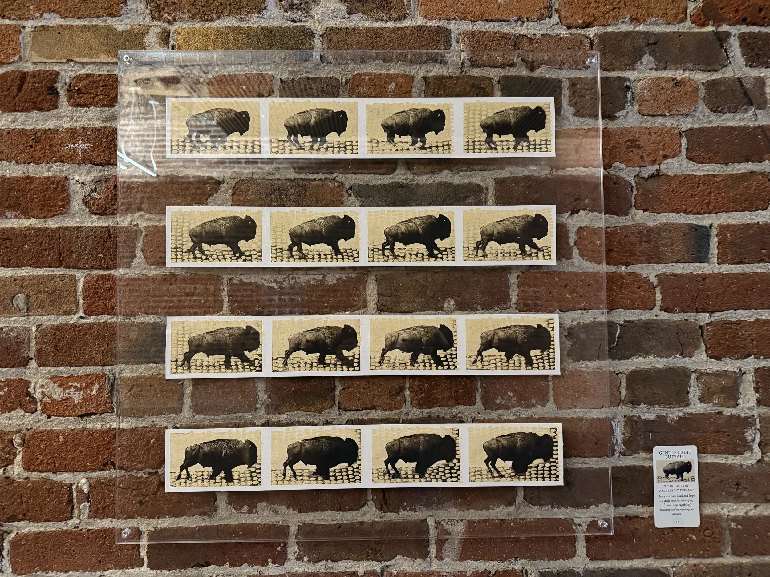 13. Gentle Light Buffalo.jpeg