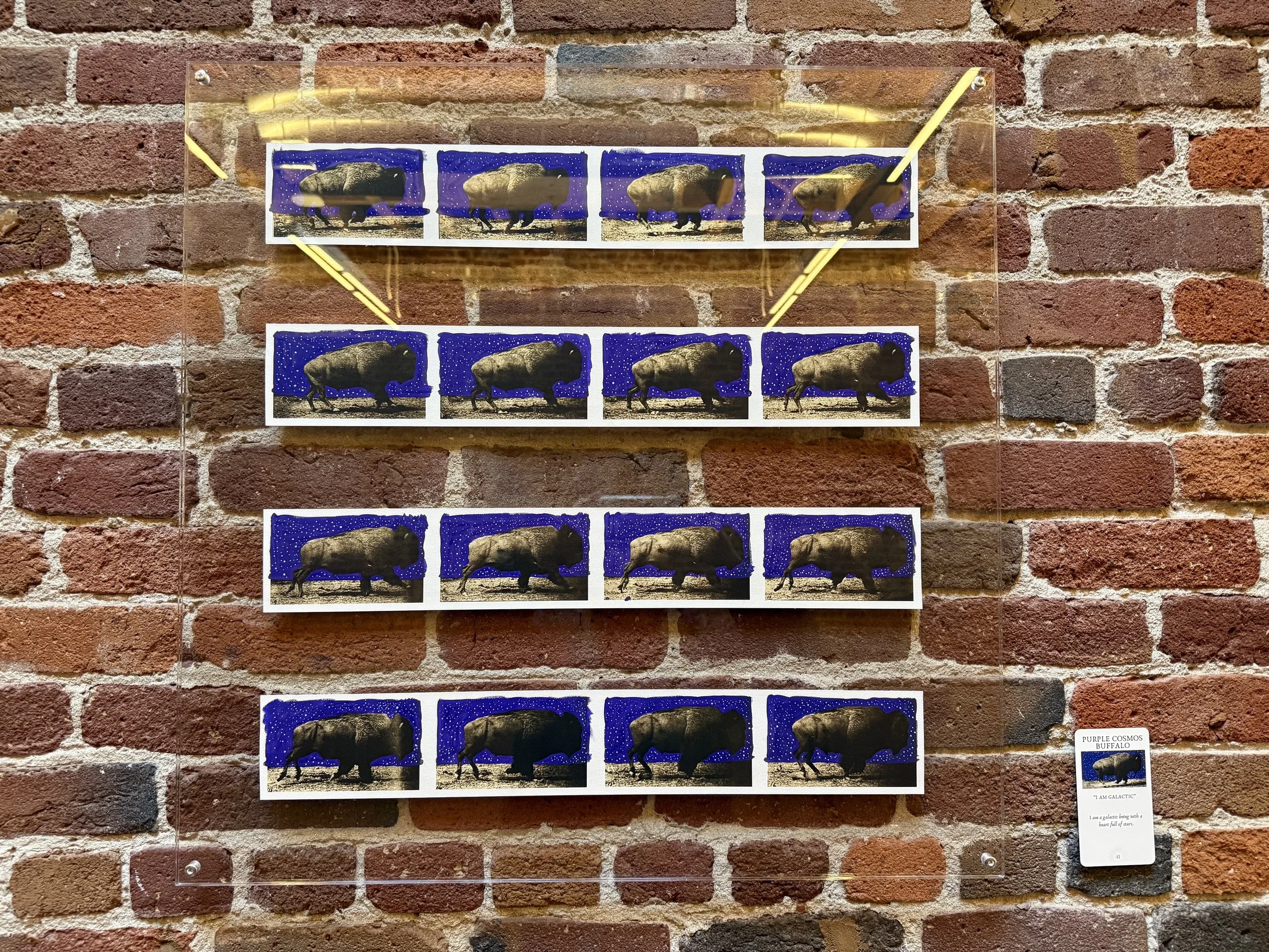 41. Purple Cosmos Buffalo.jpeg