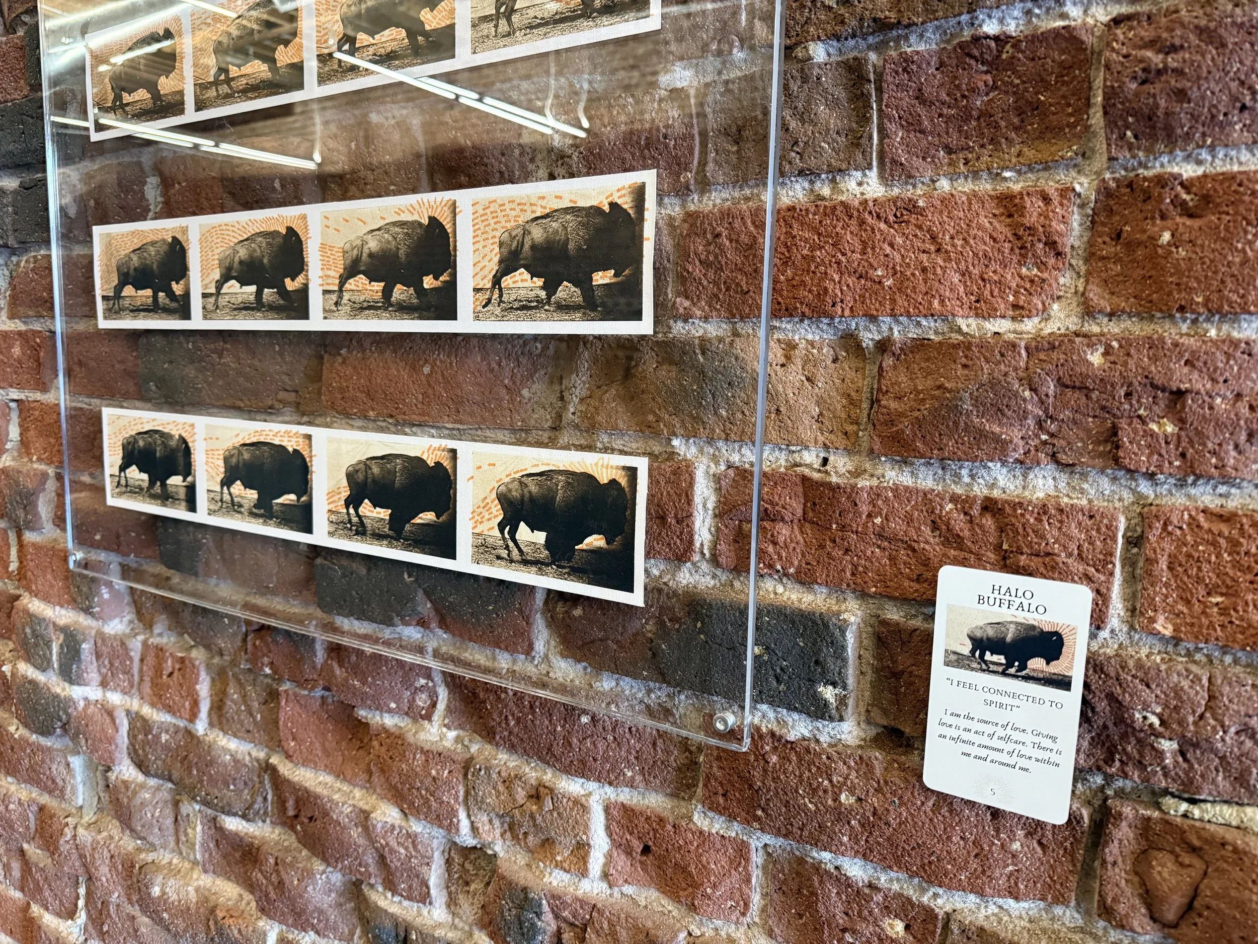 5. Halo Buffalo 5.jpeg