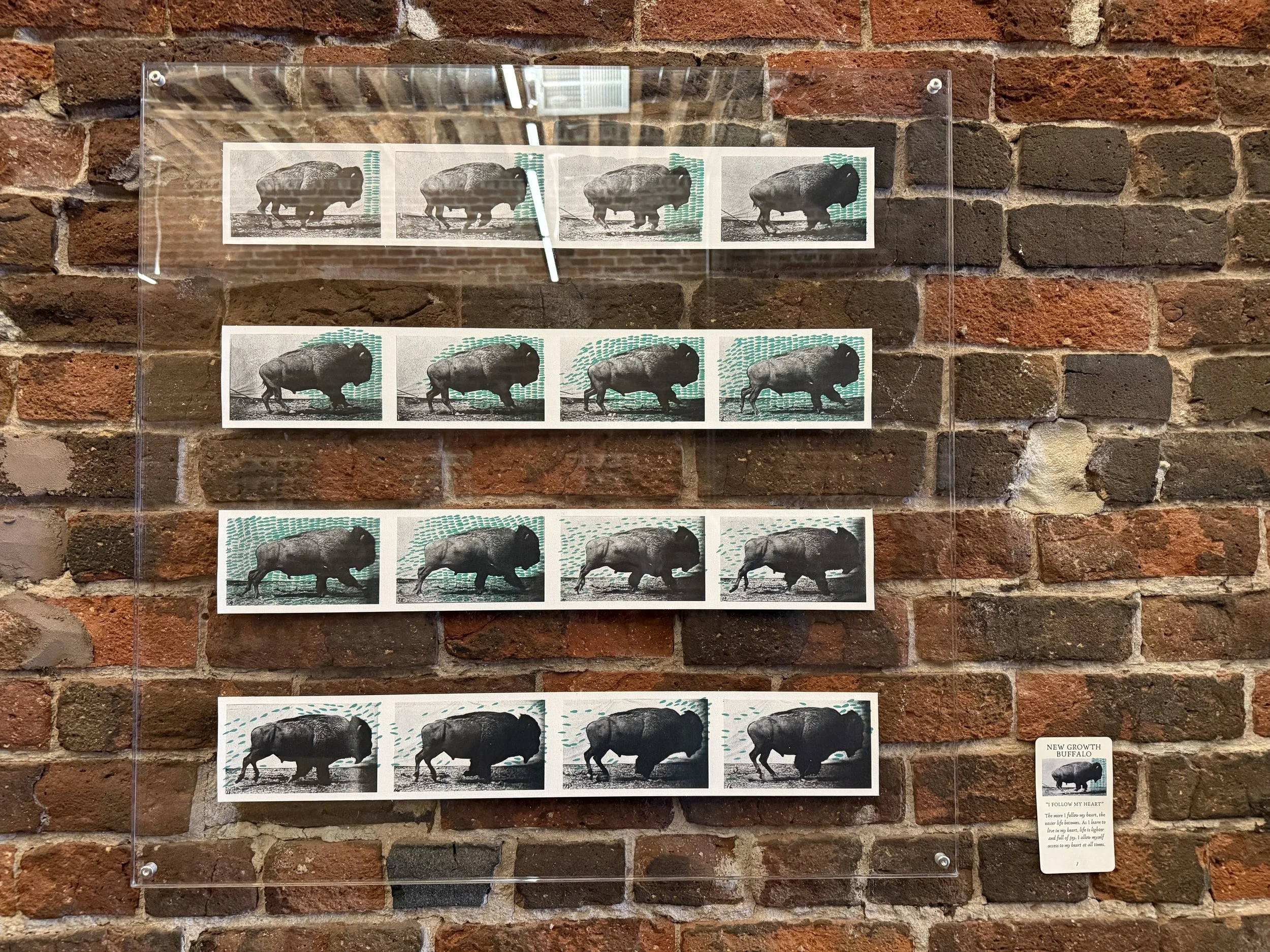 7. New Growth Buffalo.jpeg