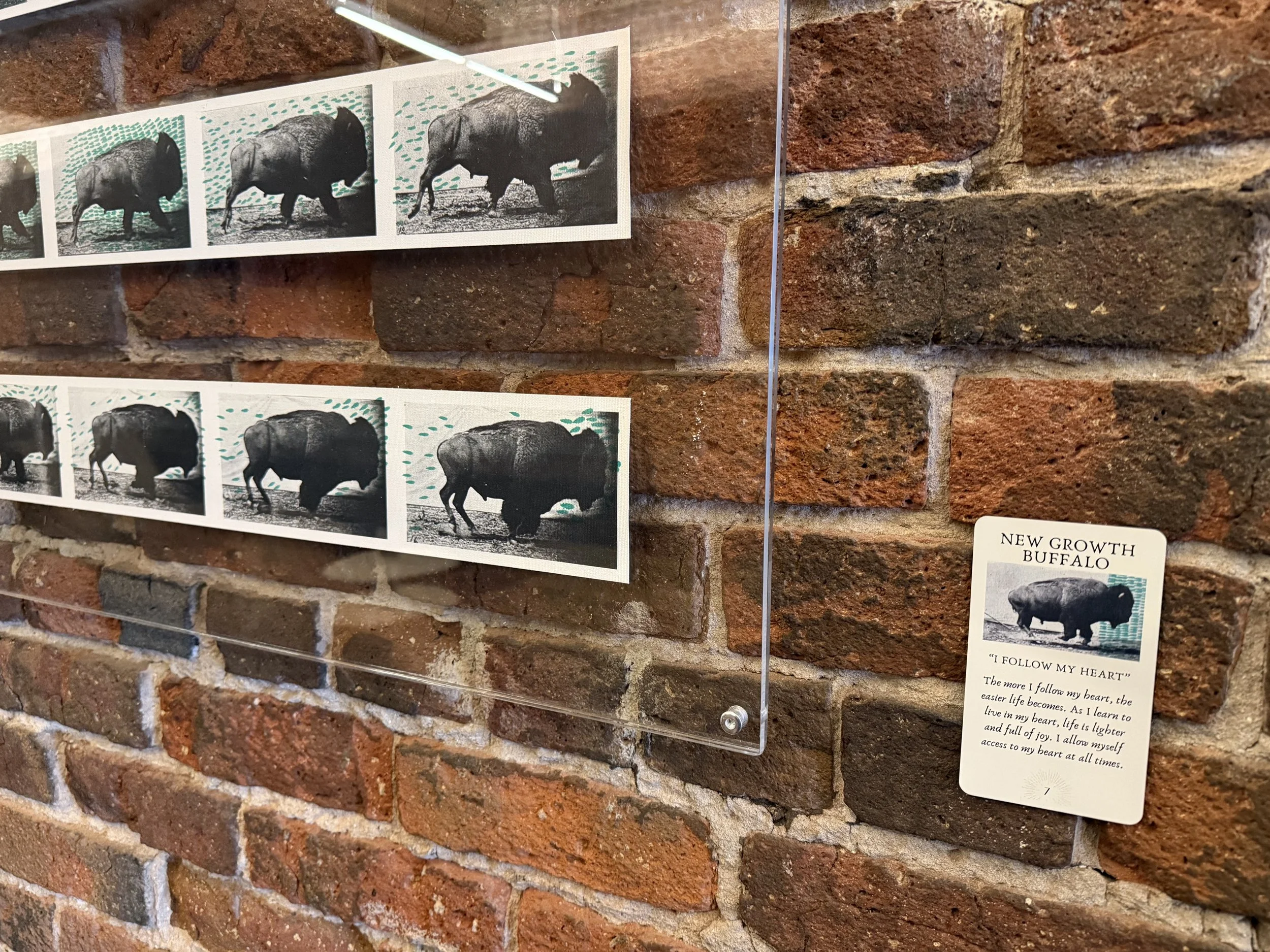 7. New Growth Buffalo 7.jpeg