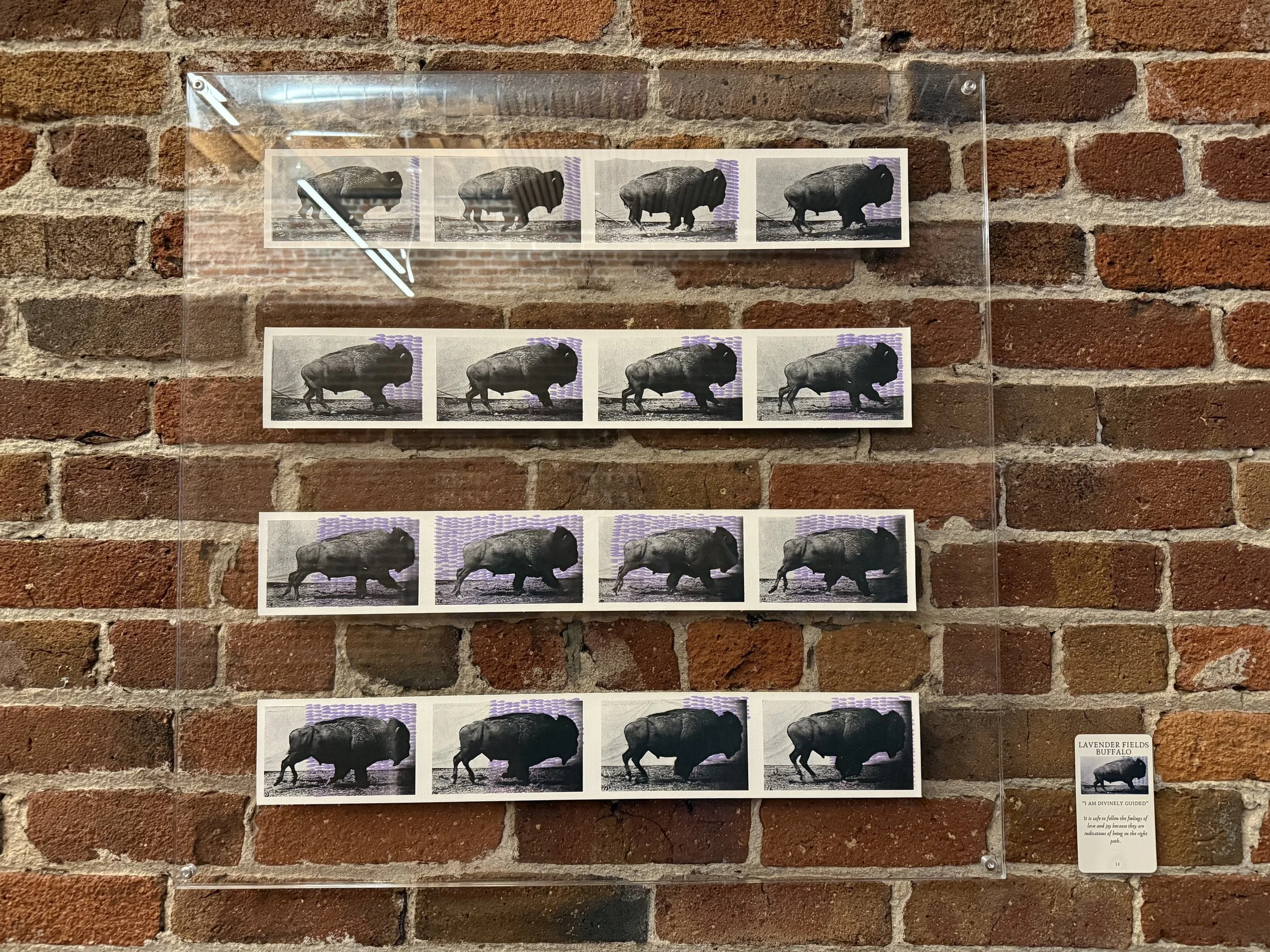 14. Lavender Fields Buffalo.jpeg