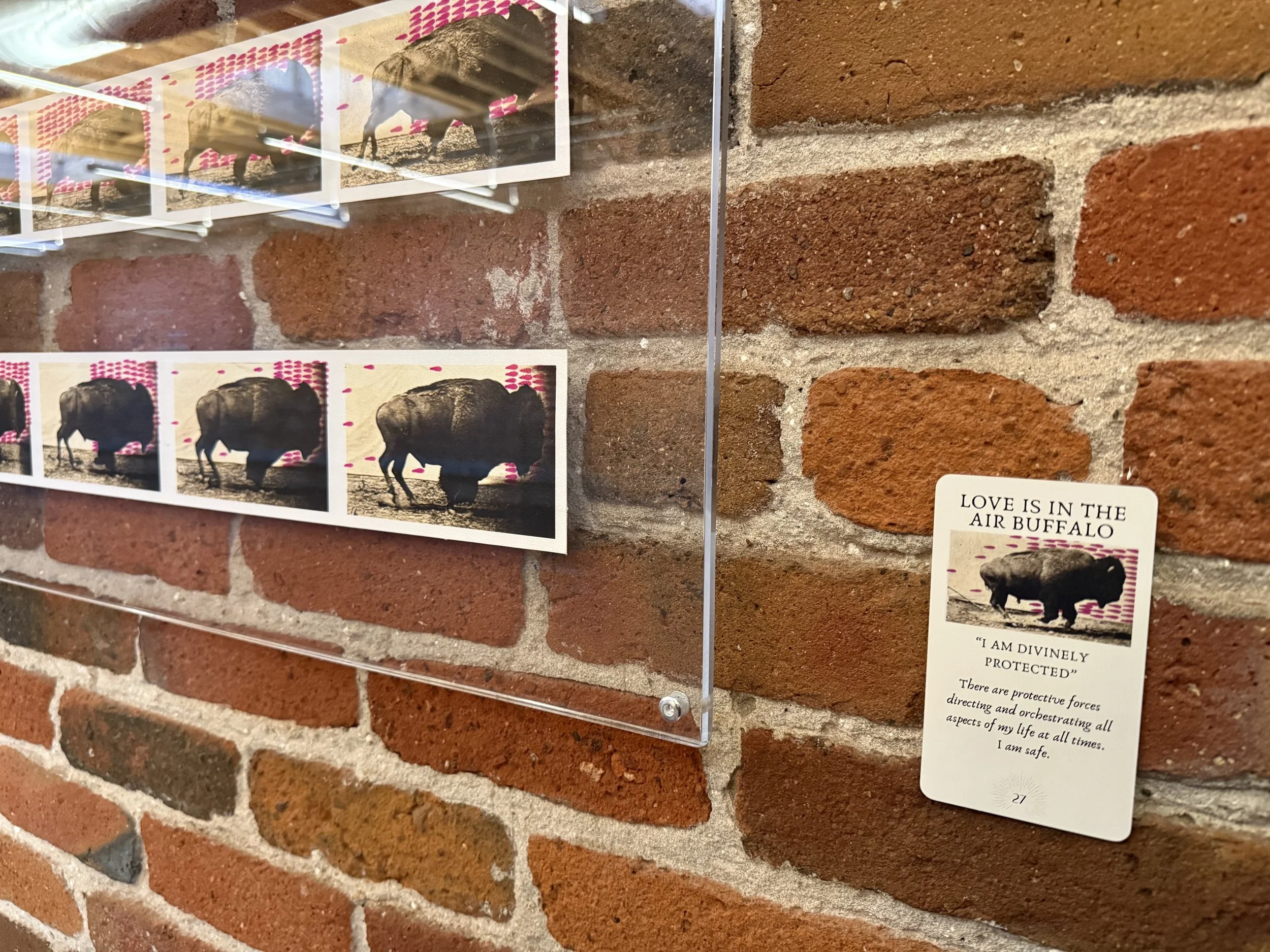 27. Love Is In The Air Buffalo 27.jpeg