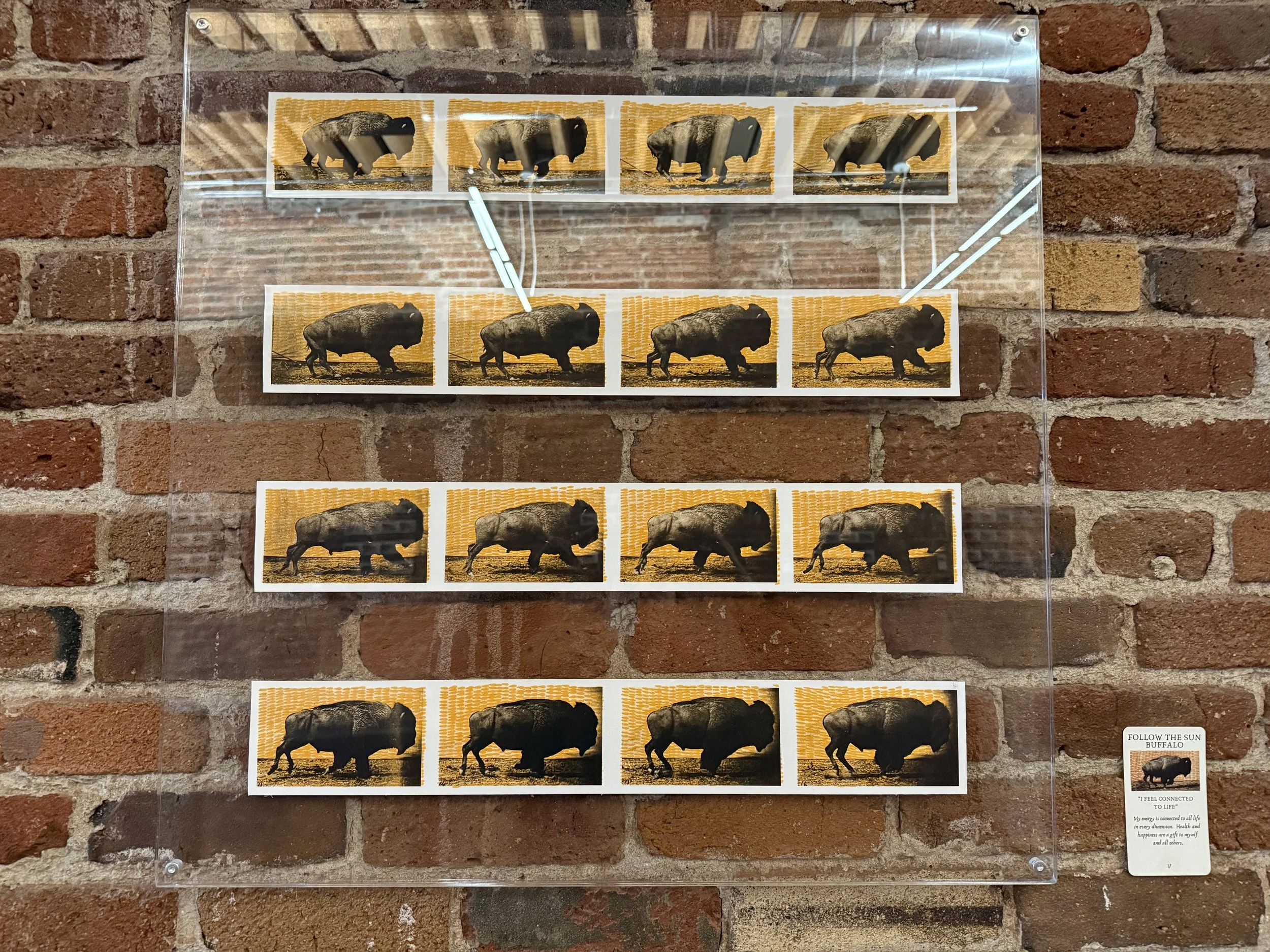 17. Follow The Sun Buffalo.jpeg