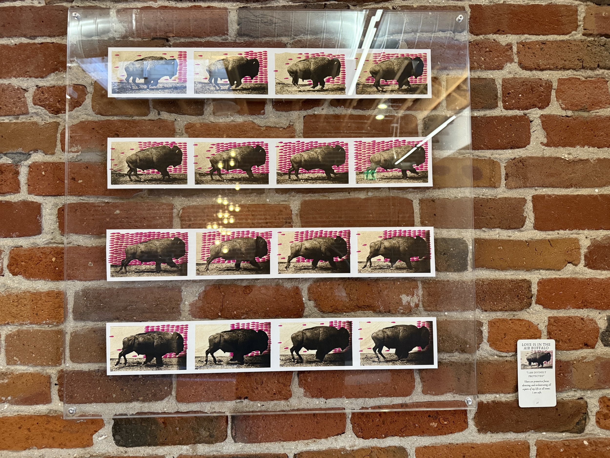 27. Love Is In The Air Buffalo.jpeg