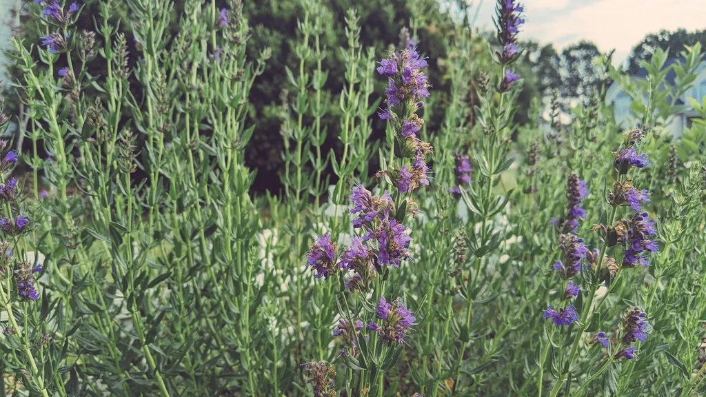 How planting hyssop pointed me to the Messiah